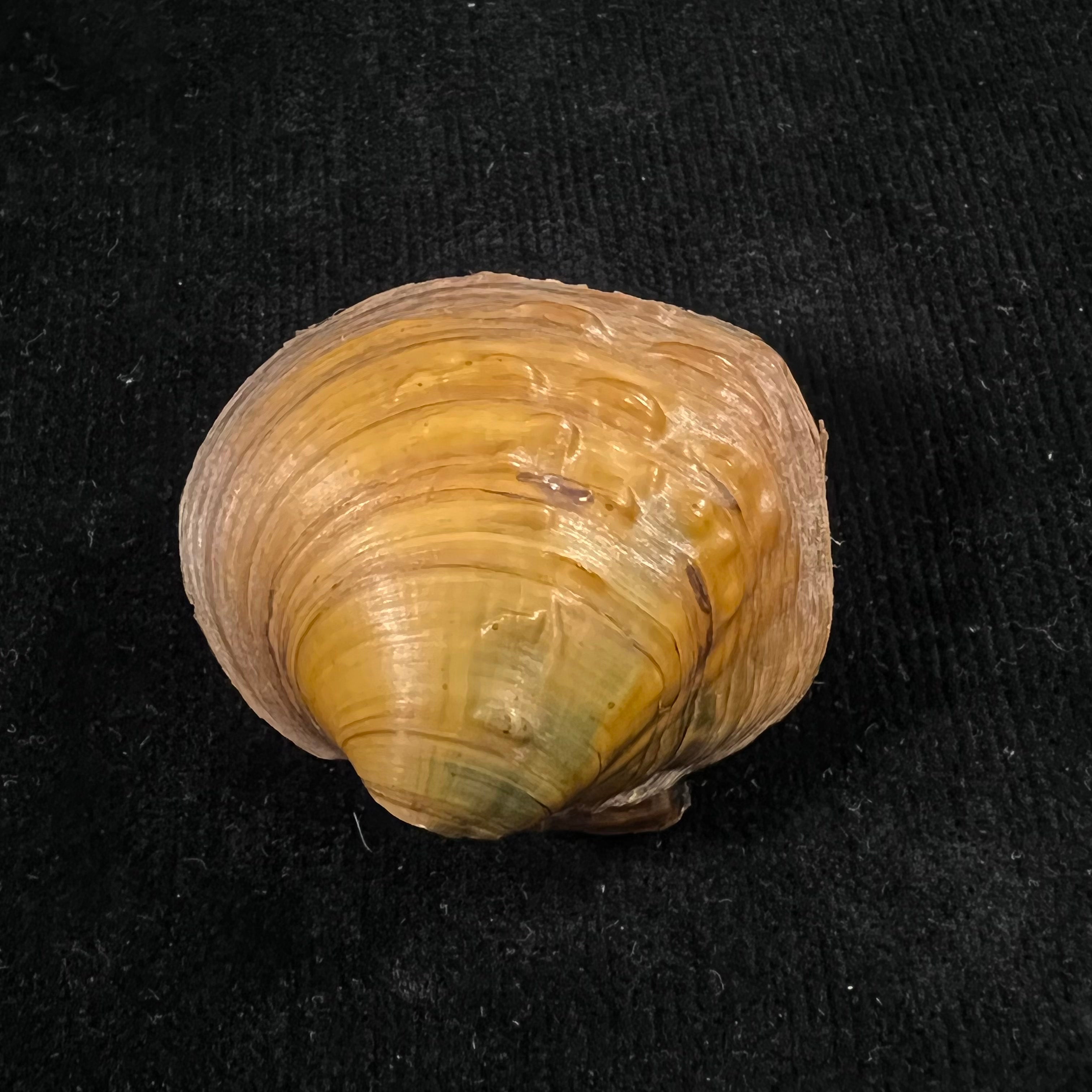 Cyclonaias pustulosa (Lea, 1831) - 45,2mm