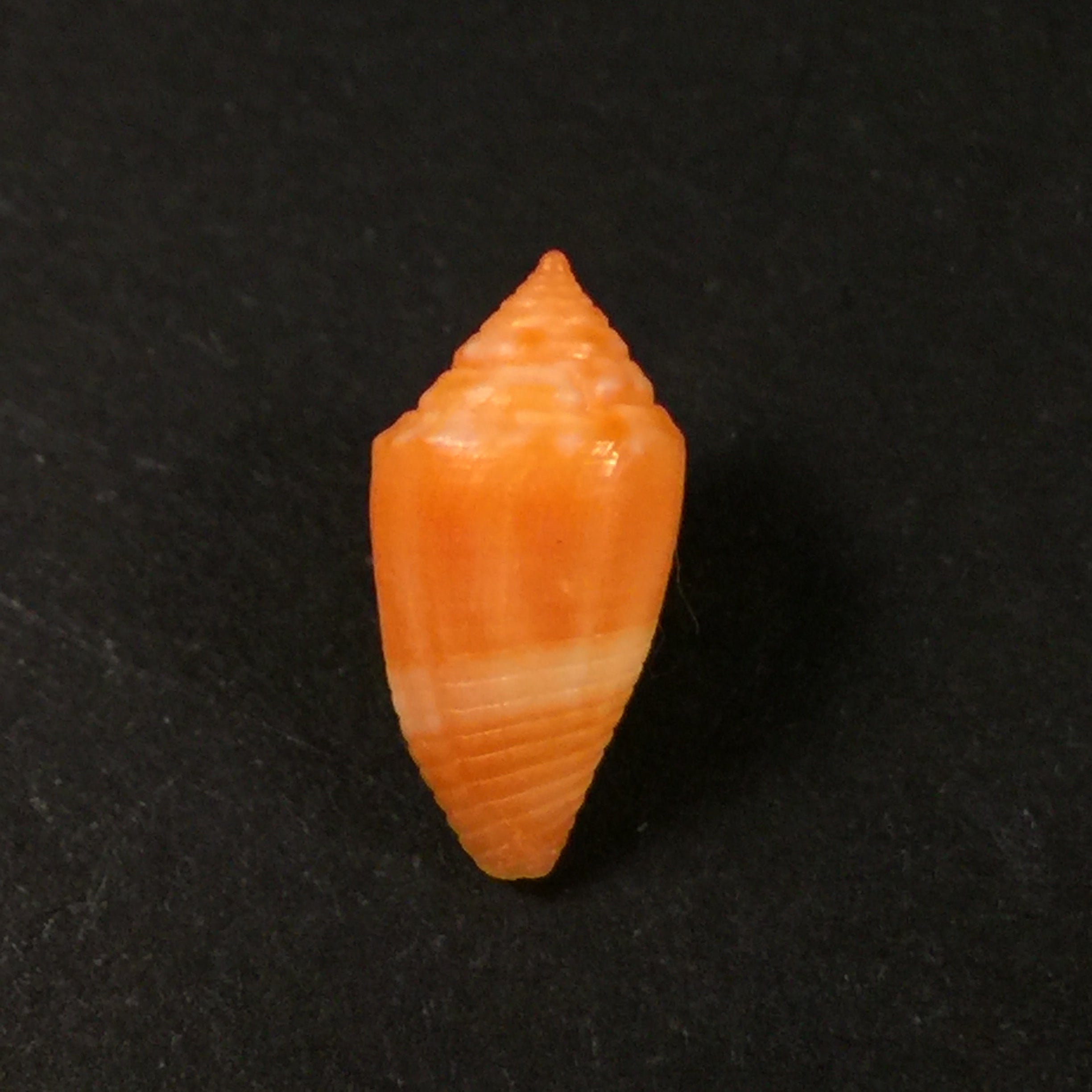 Conasprella damasoi (T. Cossignani, 2007) - 16mm
