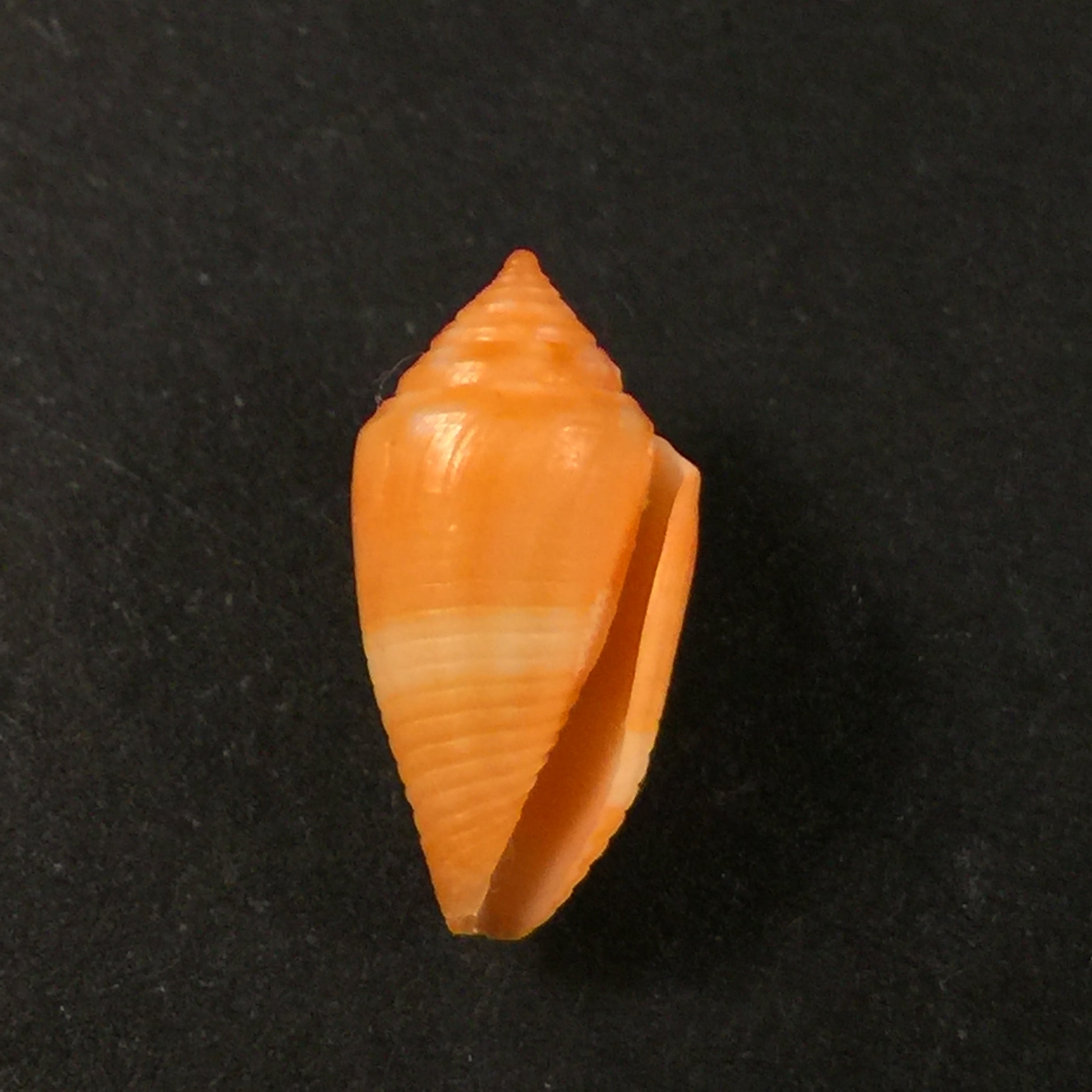 Conasprella damasoi (T. Cossignani, 2007) - 16mm