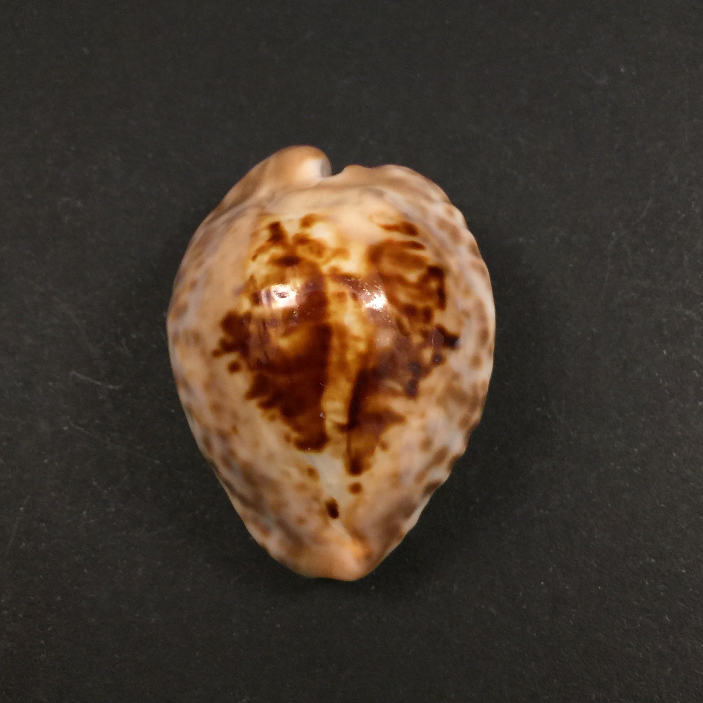 Barycypraea teulerei (Cazenavette, 1846) - 45毫米