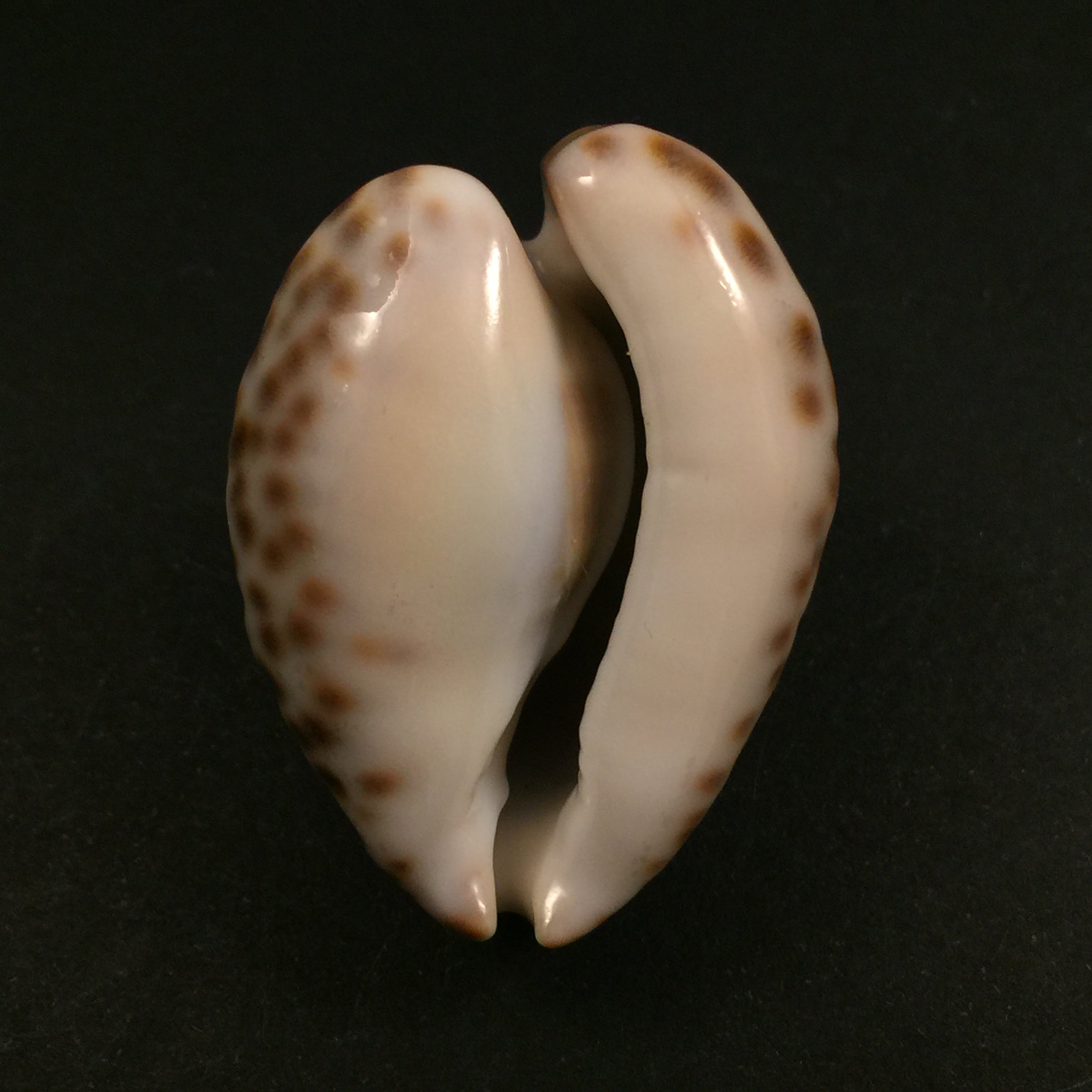 Barycypraea teulerei (Cazenavette, 1846) - 45毫米