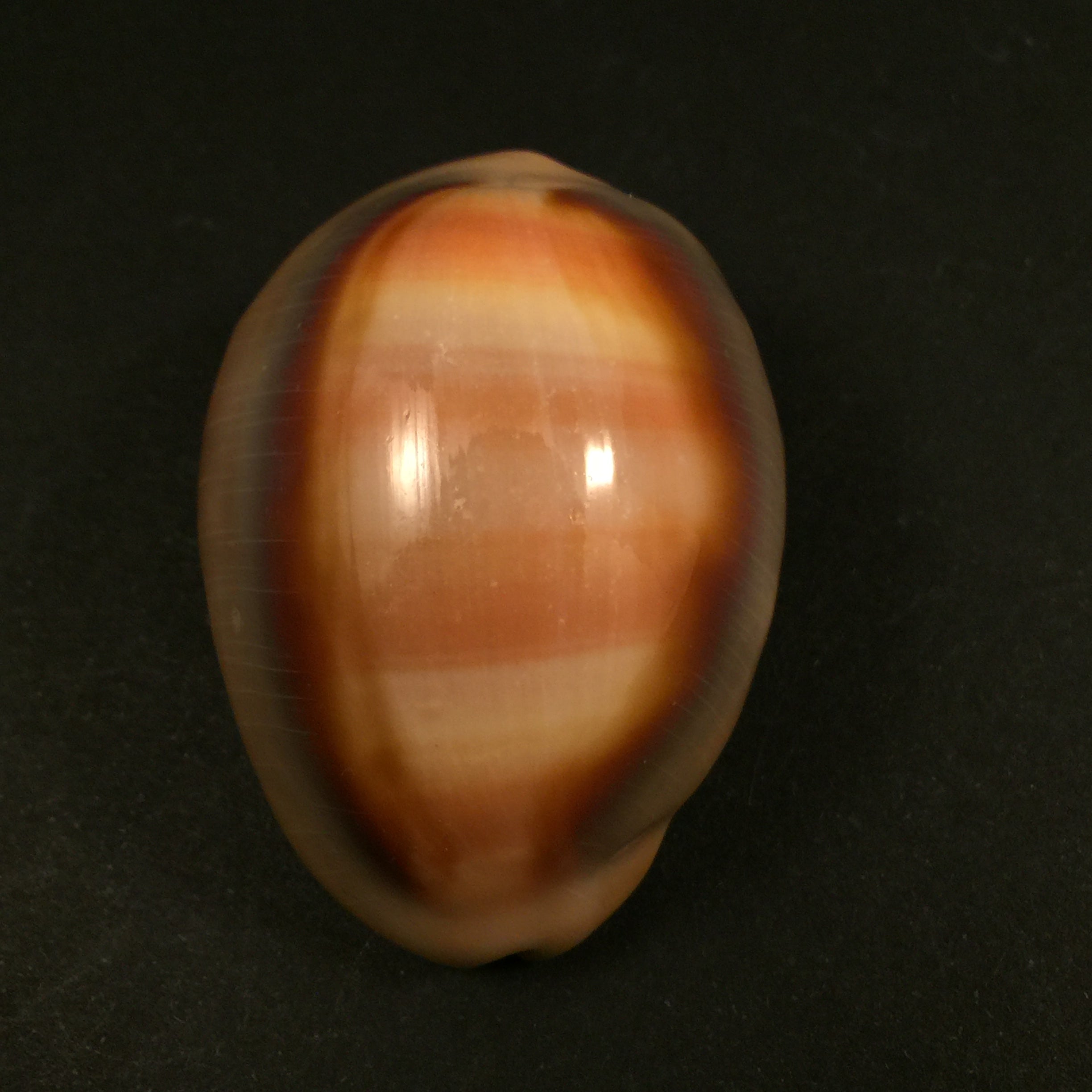 Lyncina ventriculus ventriculus (Lamarck, 1810) - 50,4mm