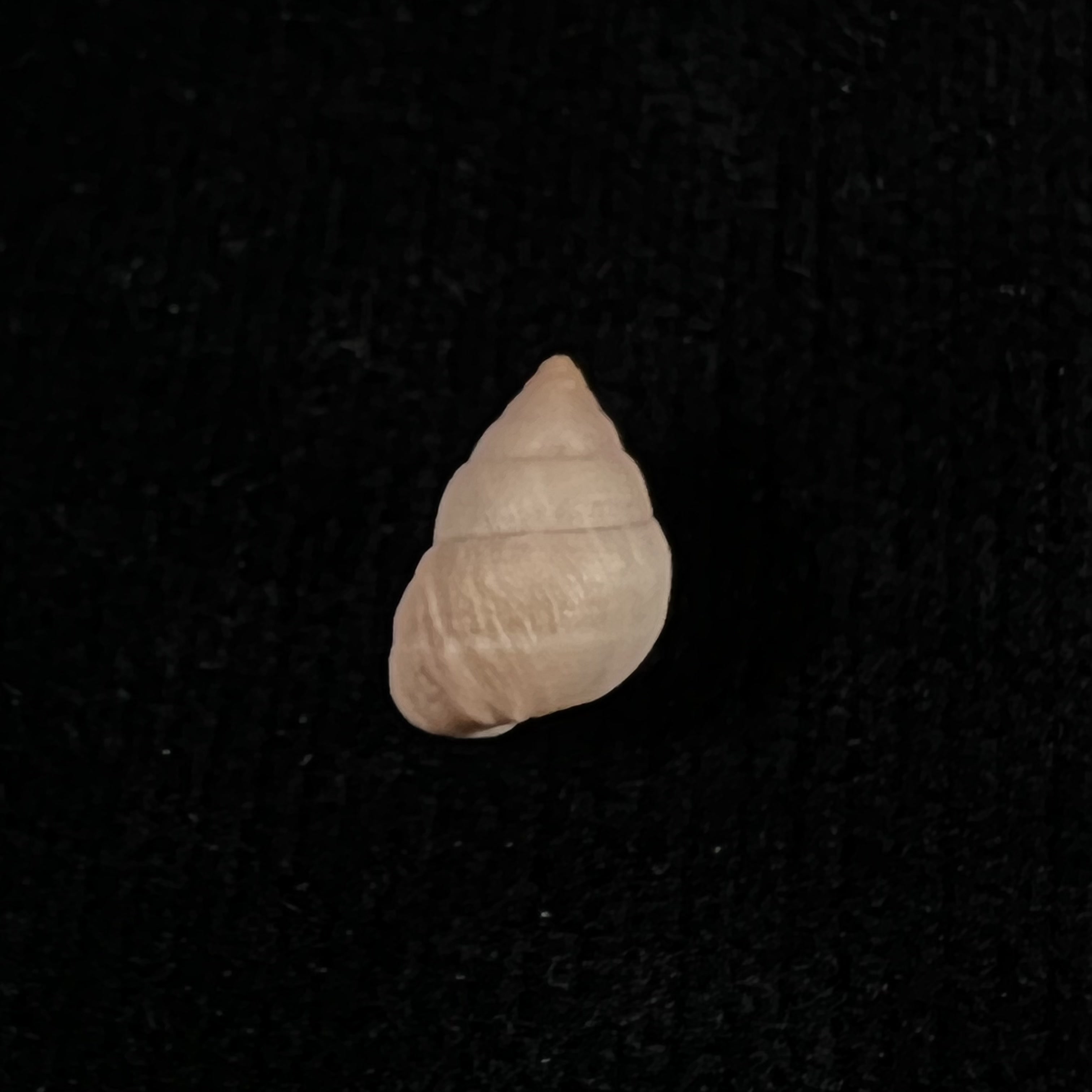 Naesiotus Wolfi (Reibisch, 1893) - 12,2mm