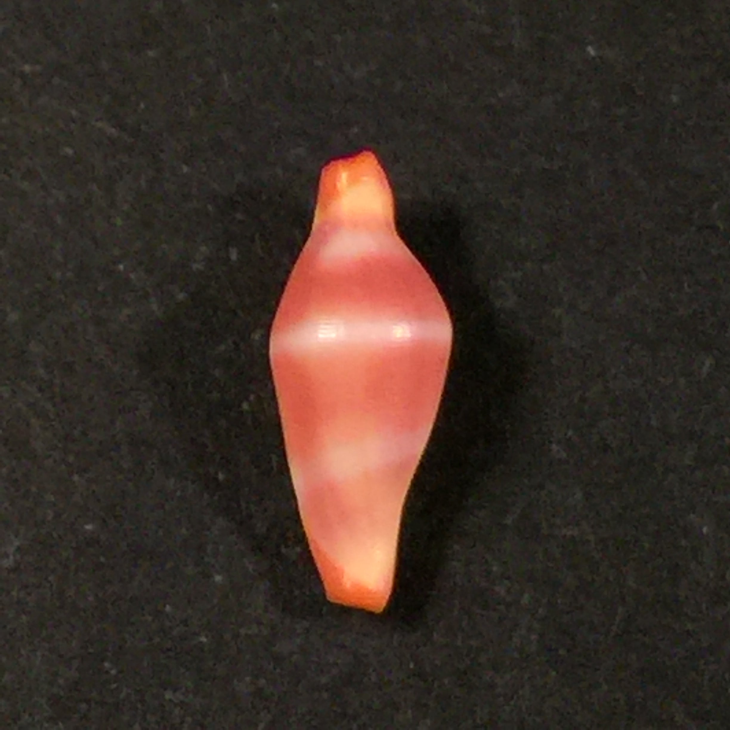 Crenavolva striatula(GB Sowerby I, 1828)- 11,5毫米
