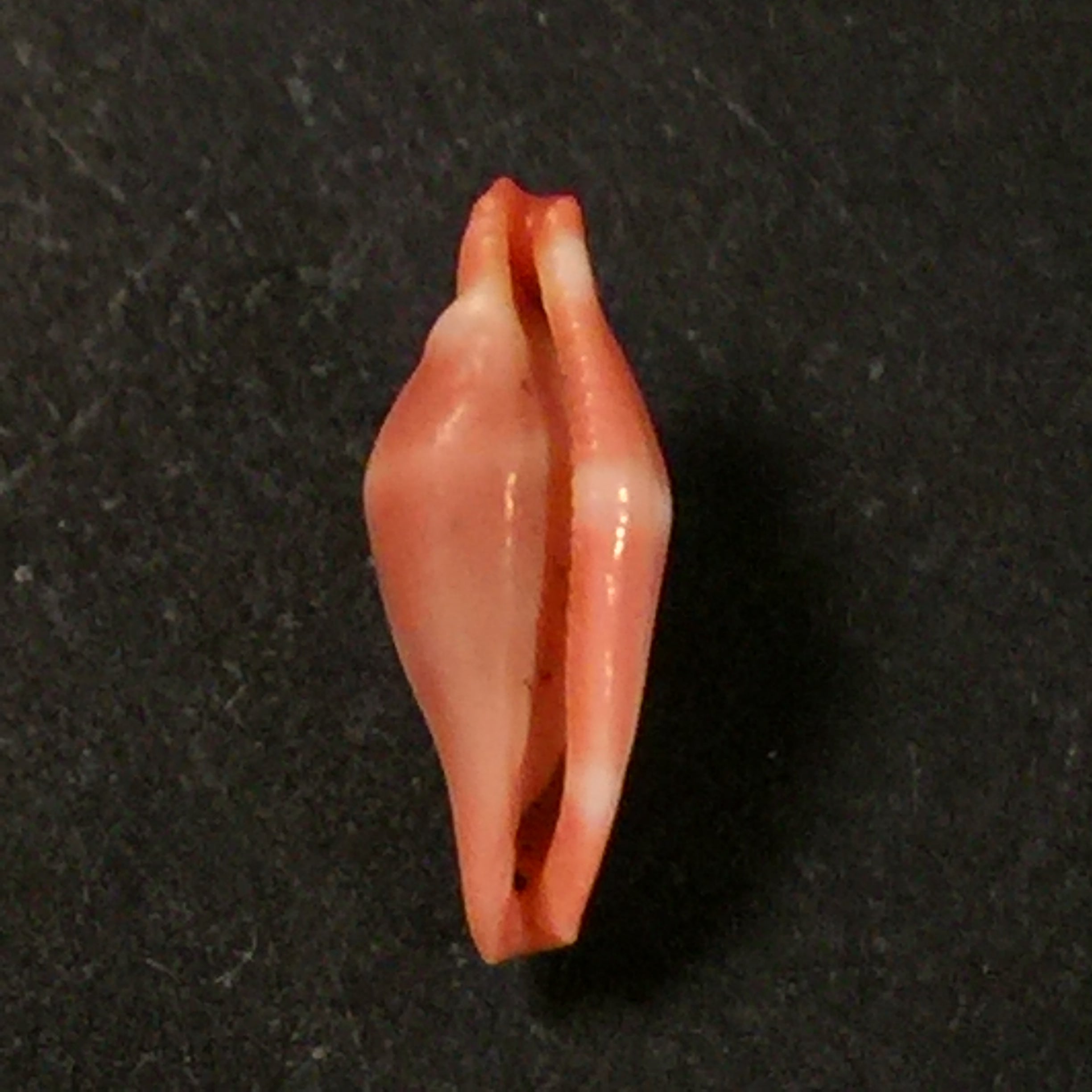 Crenavolva striatula(GB Sowerby I, 1828)- 11,5毫米