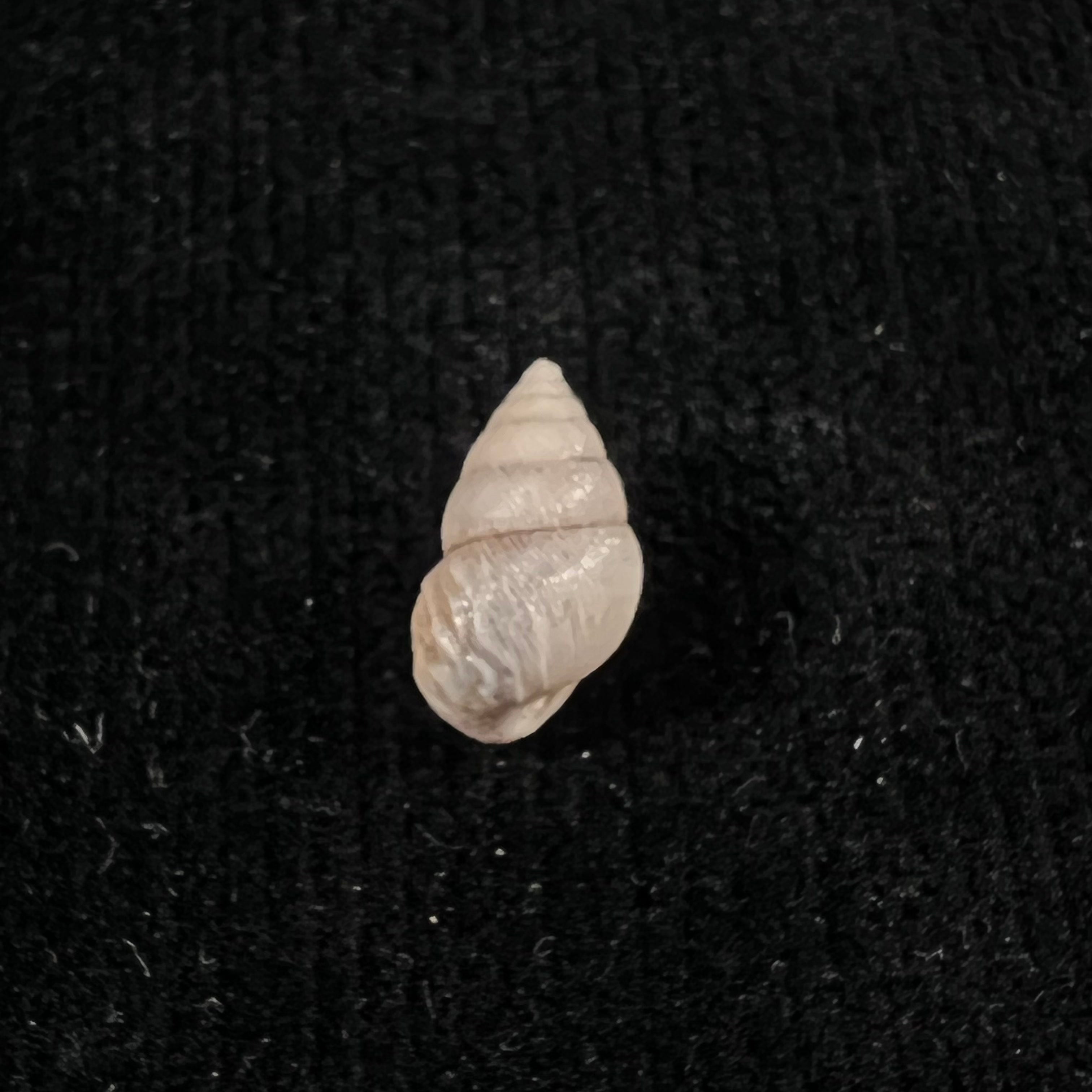 Naesiotus Wolfi (Reibisch, 1893) - 12,5mm