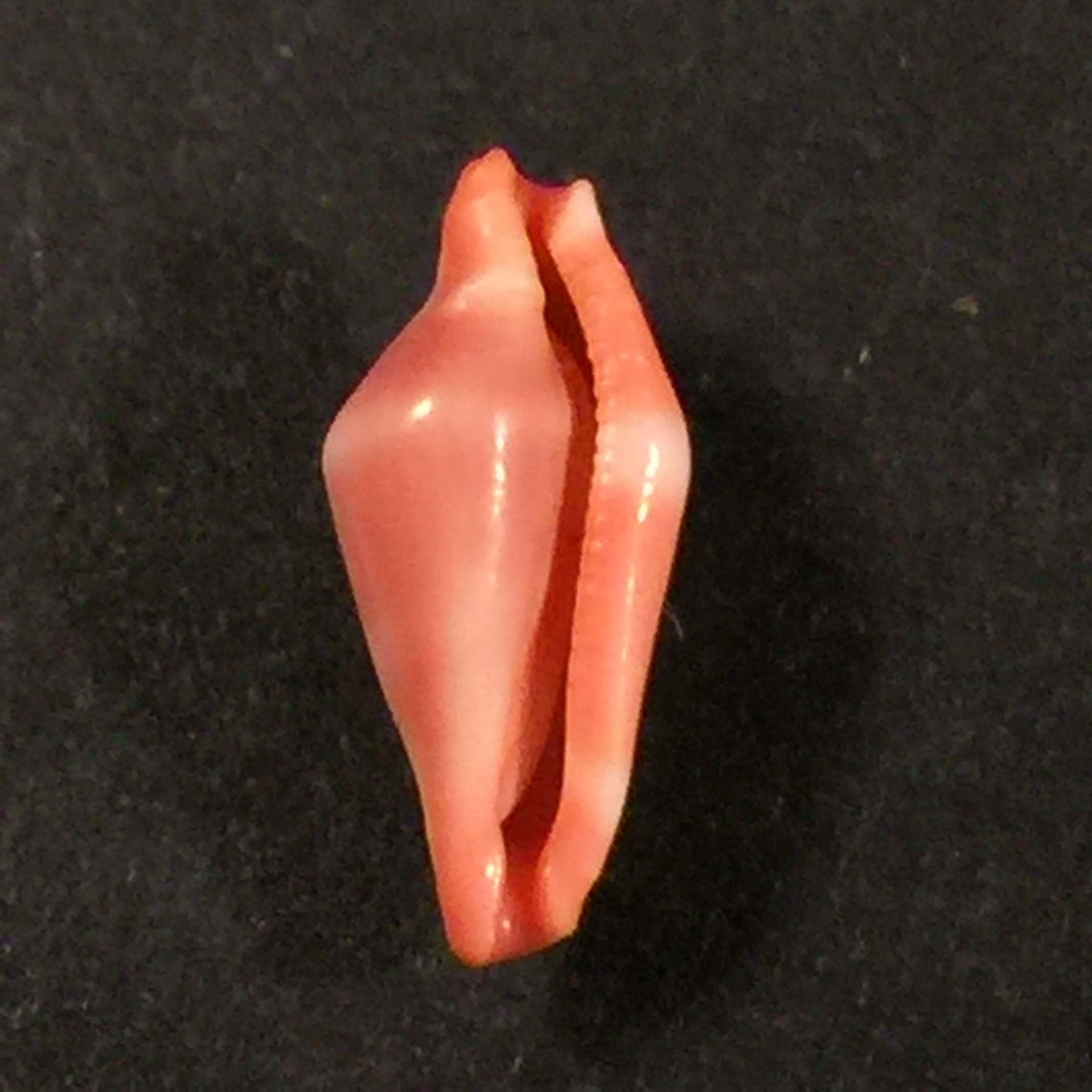 Crenavolva striatula (GB Sowerby I, 1828) - 11,3mm