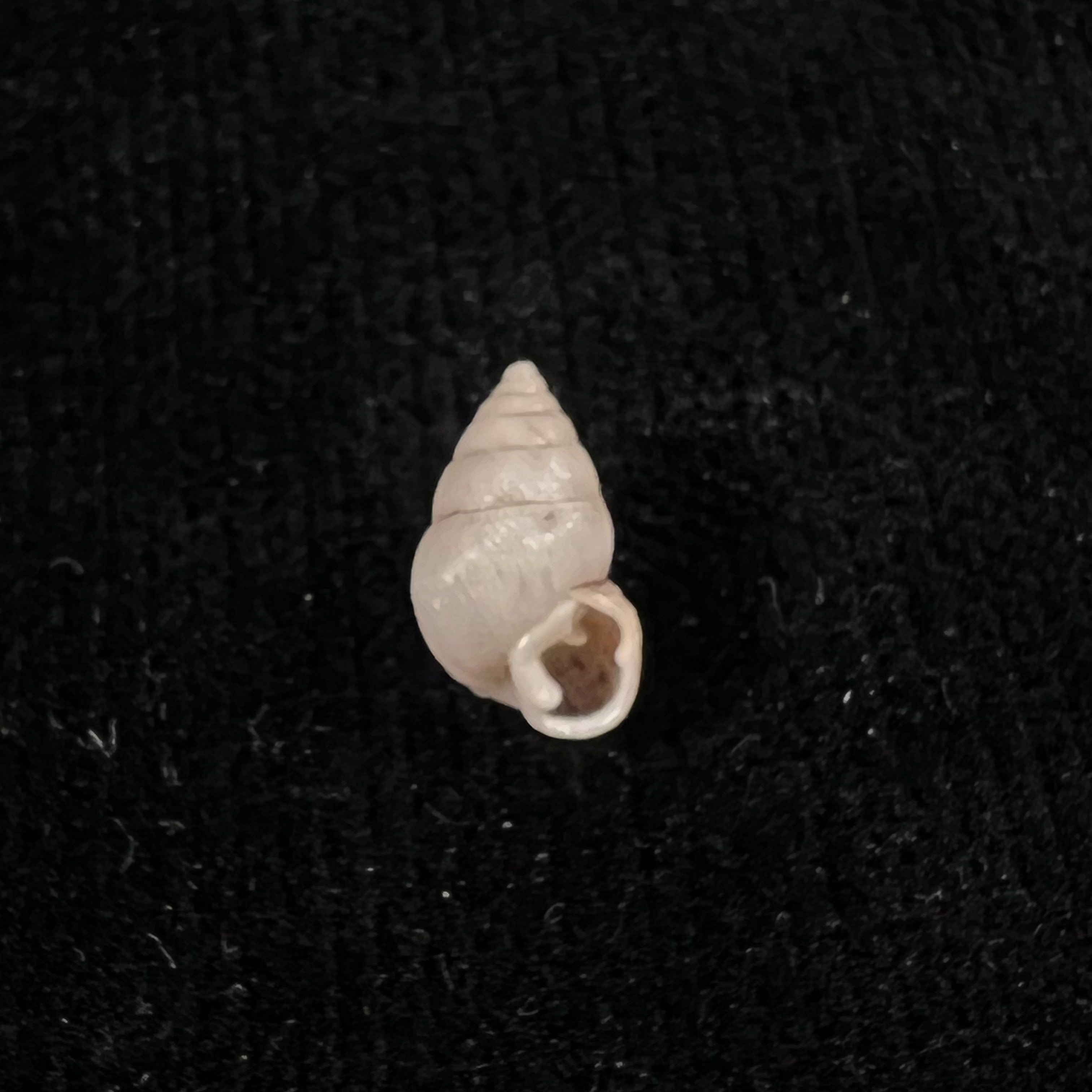 Naesiotus Wolfi (Reibisch, 1893) - 12,5mm