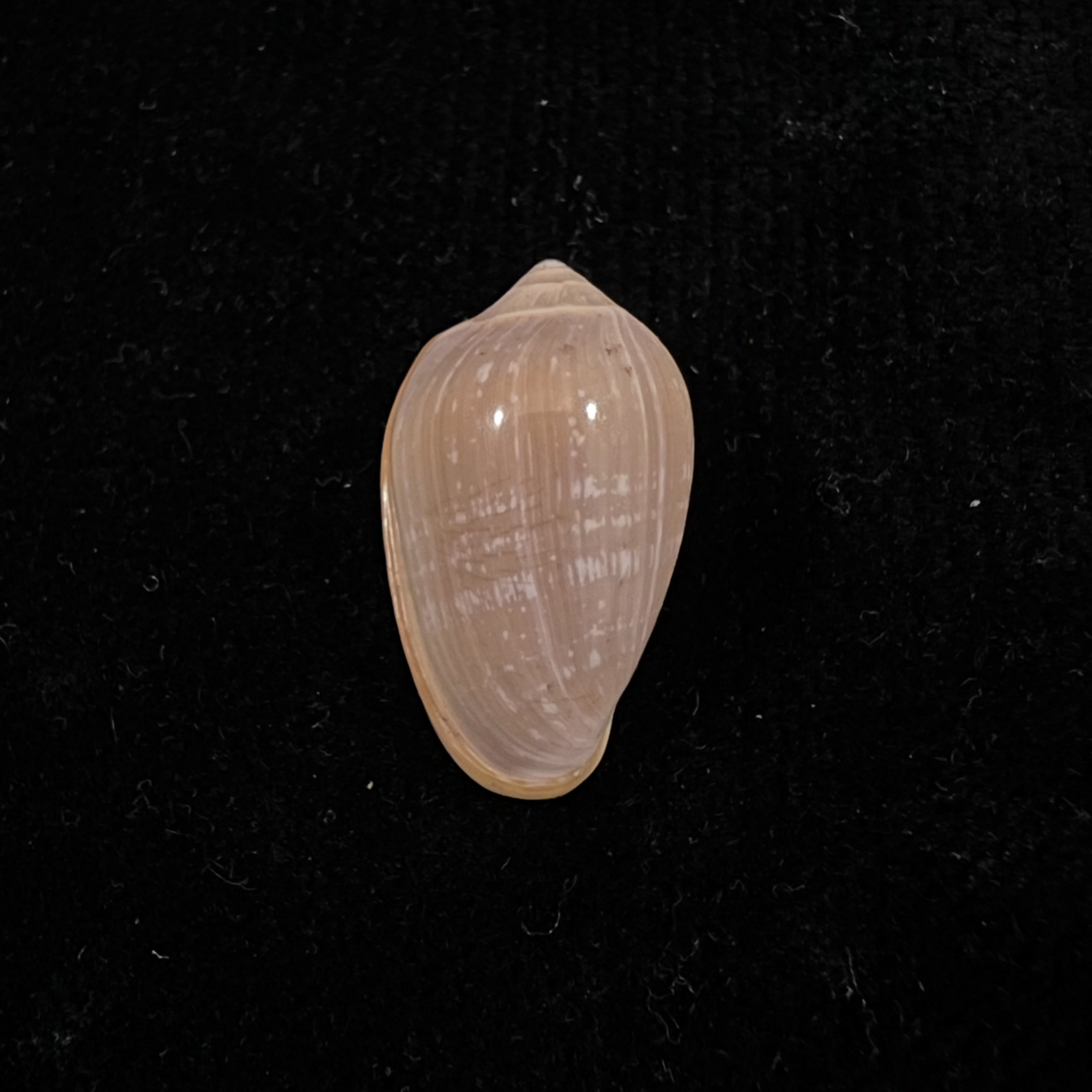 Prunum curtum (GB Sowerby I, 1832) - 22,6mm