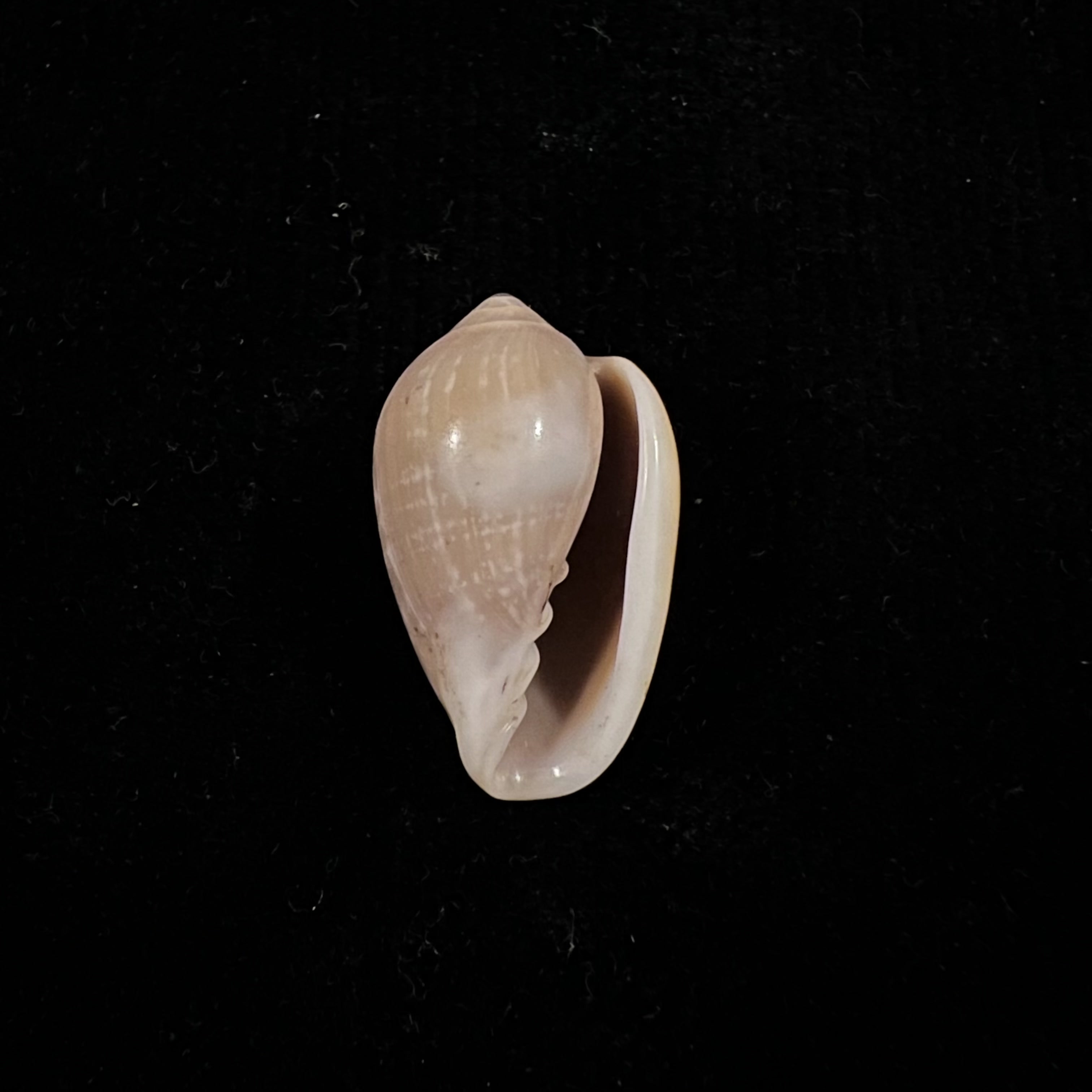 Prunum curtum (GB Sowerby I, 1832) - 22,6mm