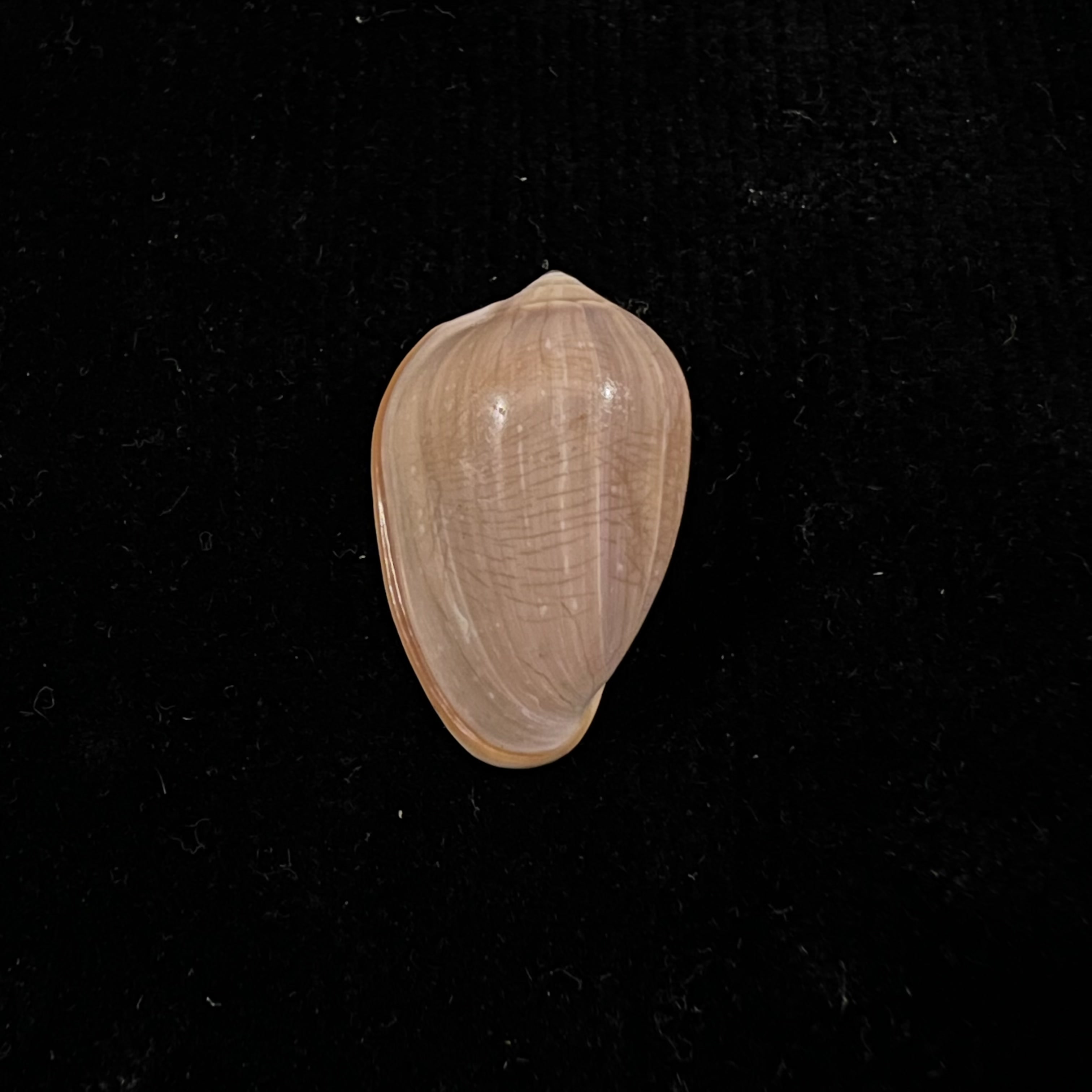 Prunum curtum (GB Sowerby I, 1832) - 23,4mm