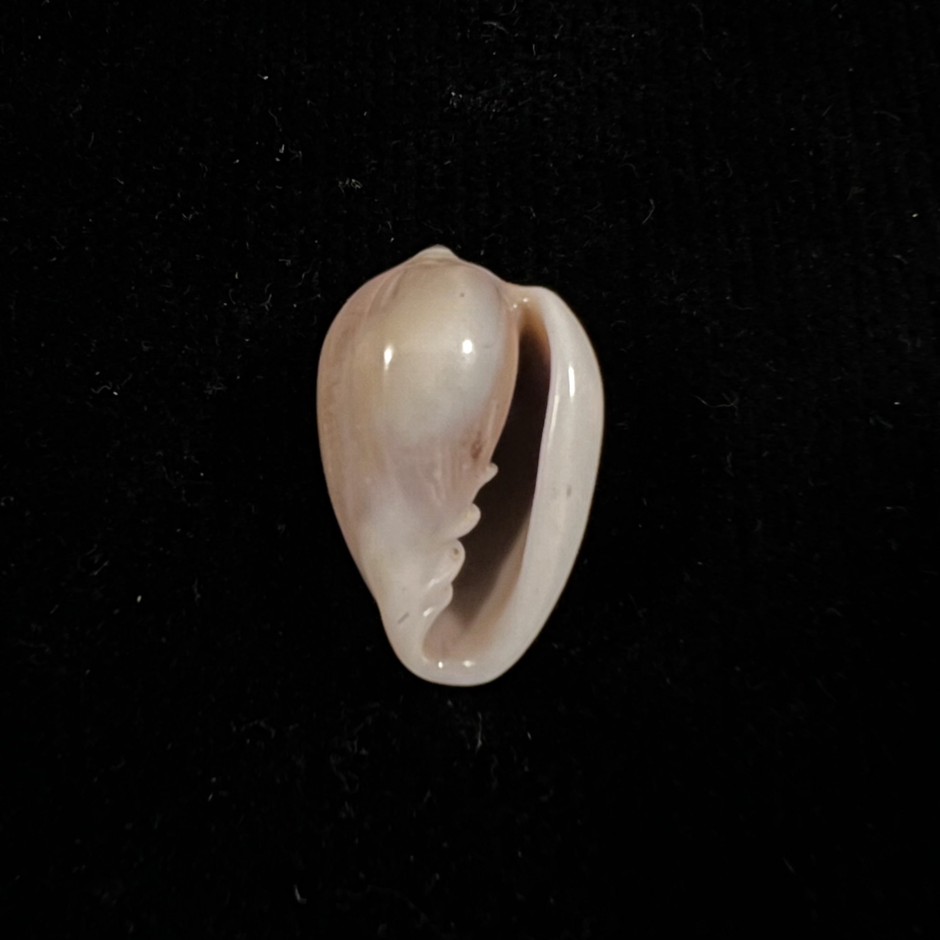 Prunum curtum (GB Sowerby I, 1832) - 23,4mm