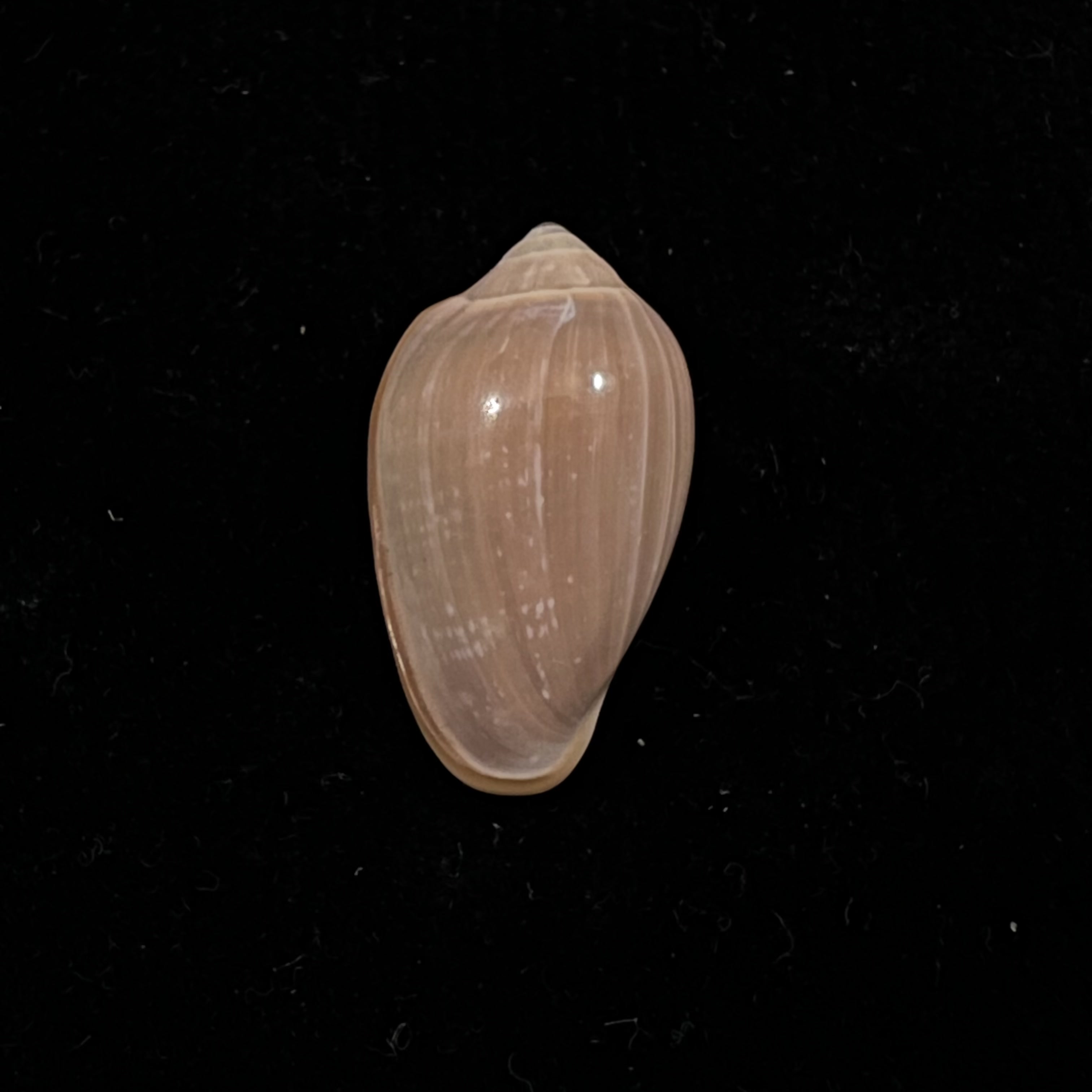 Prunum curtum (GB Sowerby I, 1832) - 22,6mm