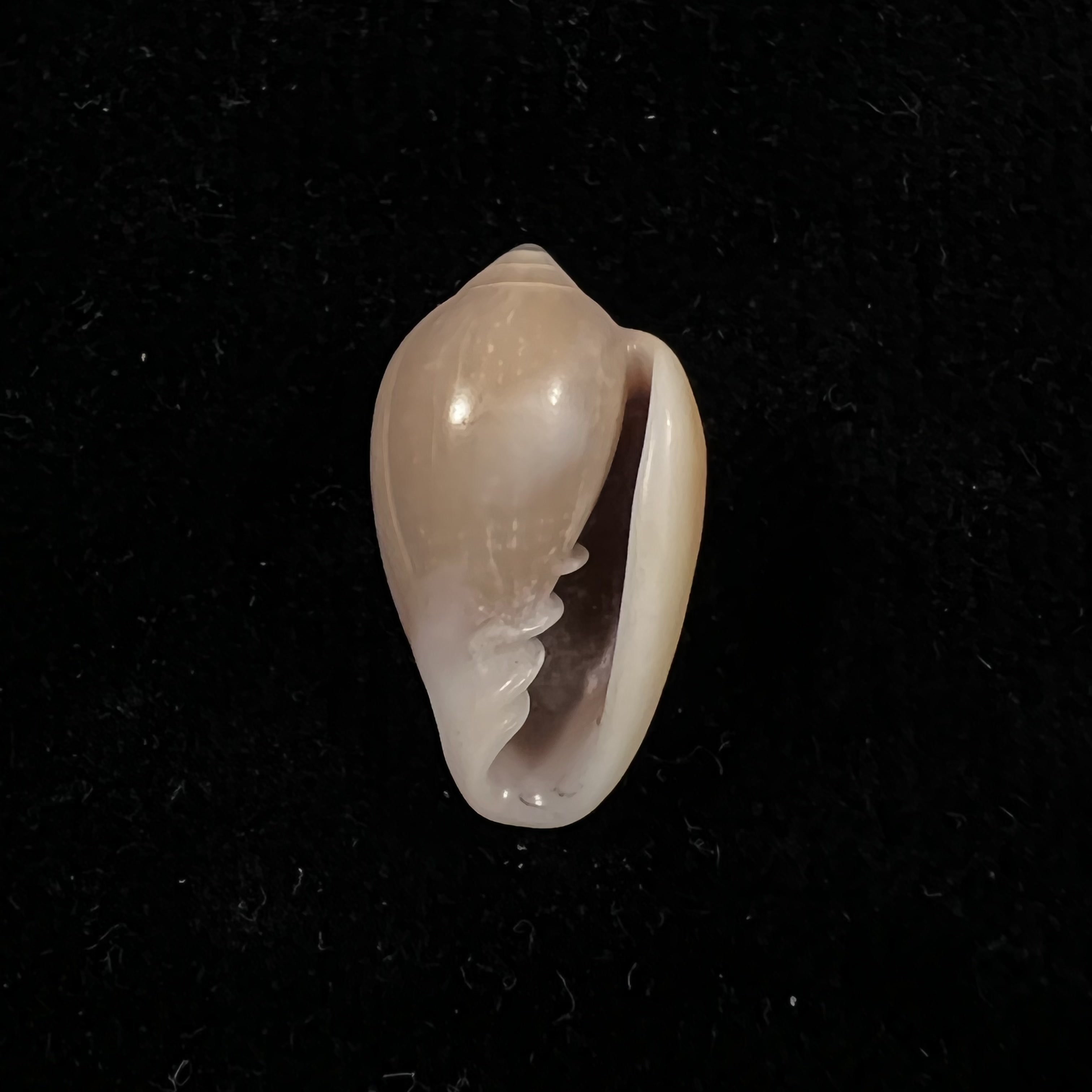 Prunum curtum (GB Sowerby I, 1832) - 22,6mm