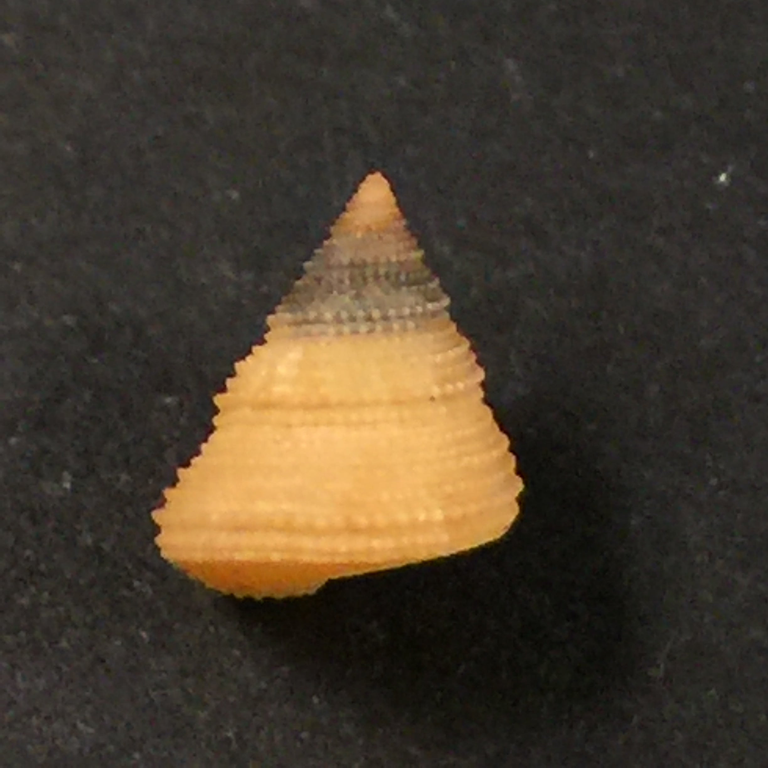 Calliostoma echinatum Dall, 1882 - 8,7毫米