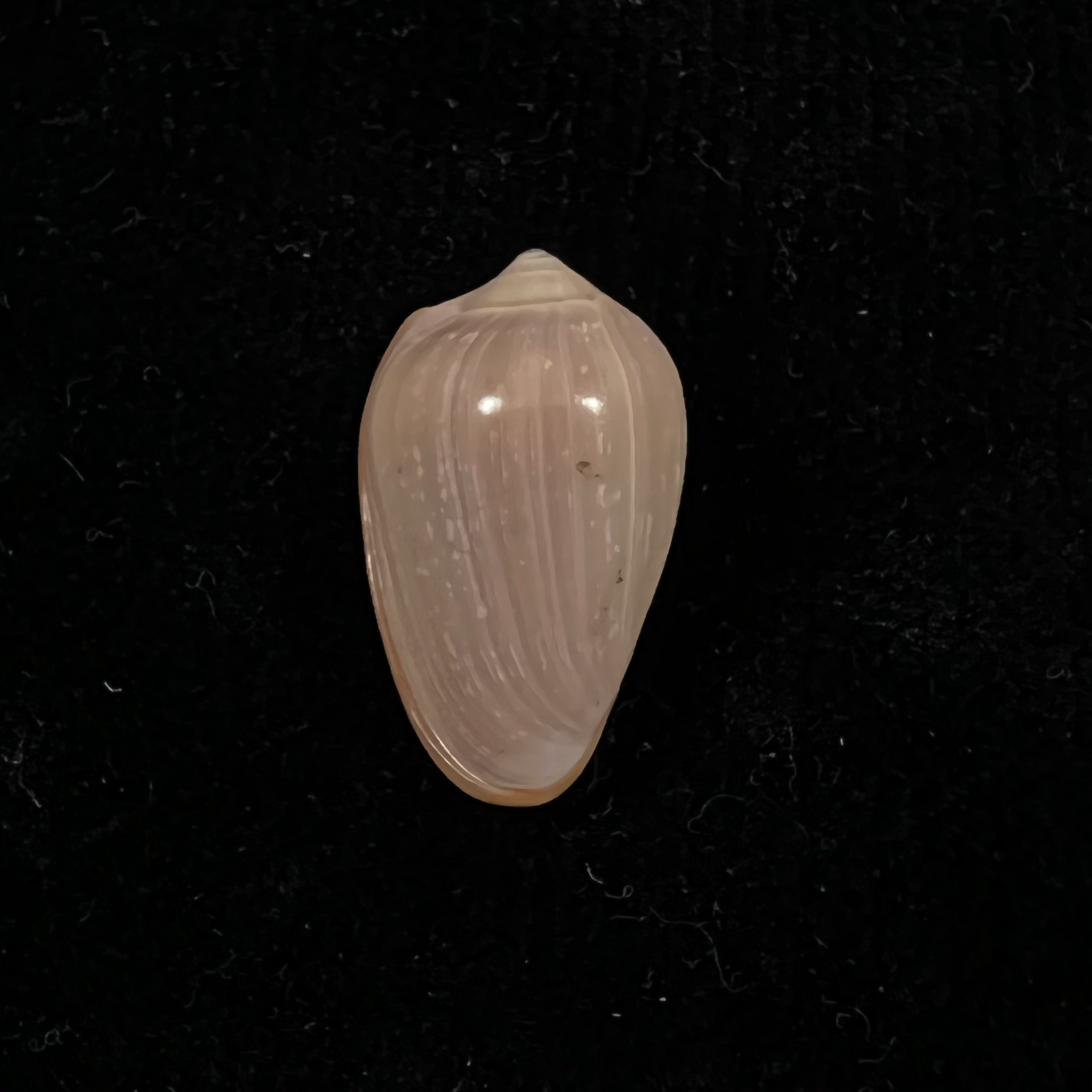 Prunum curtum (GB Sowerby I, 1832) - 22,3mm