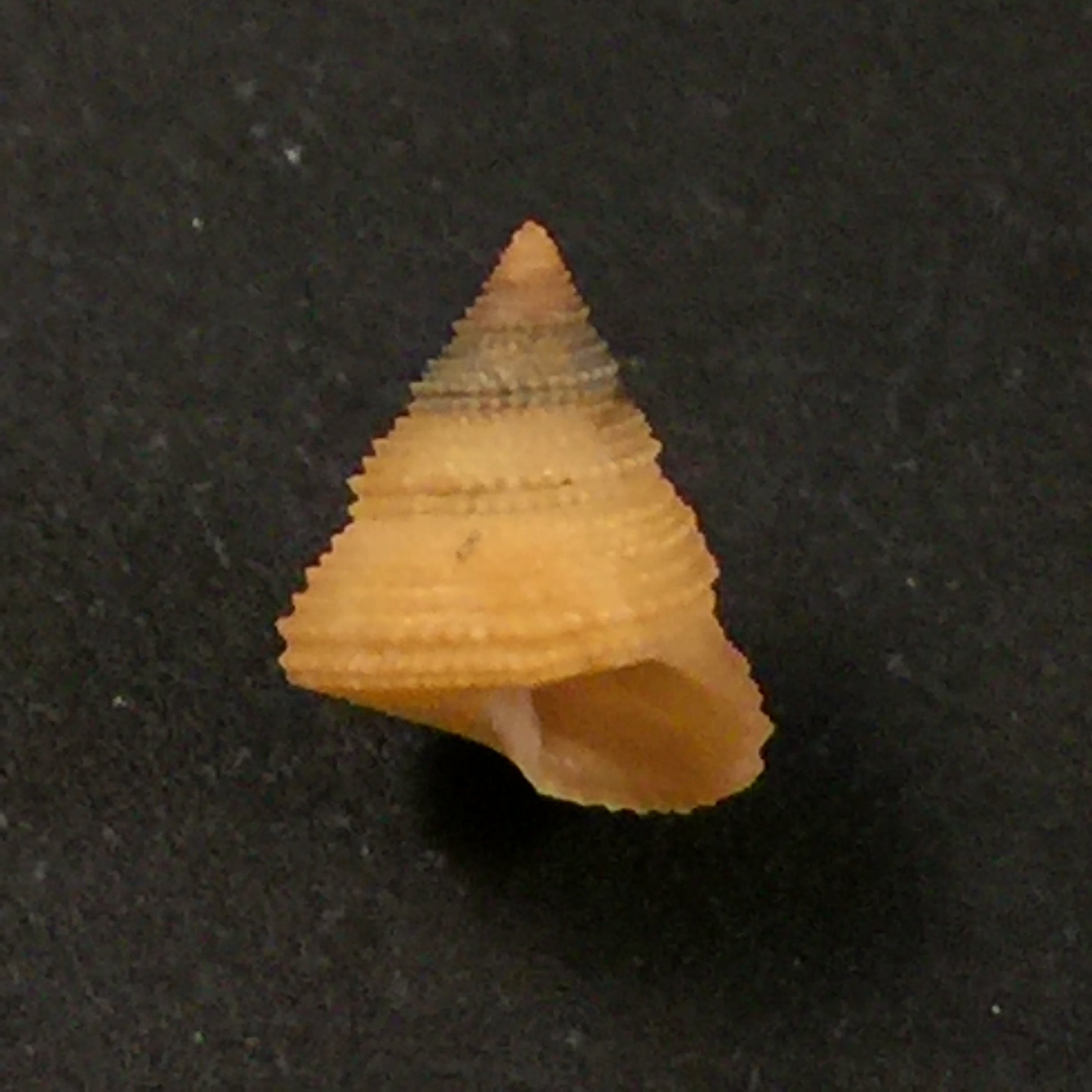 Calliostoma echinatum Dall, 1882 - 8,7毫米