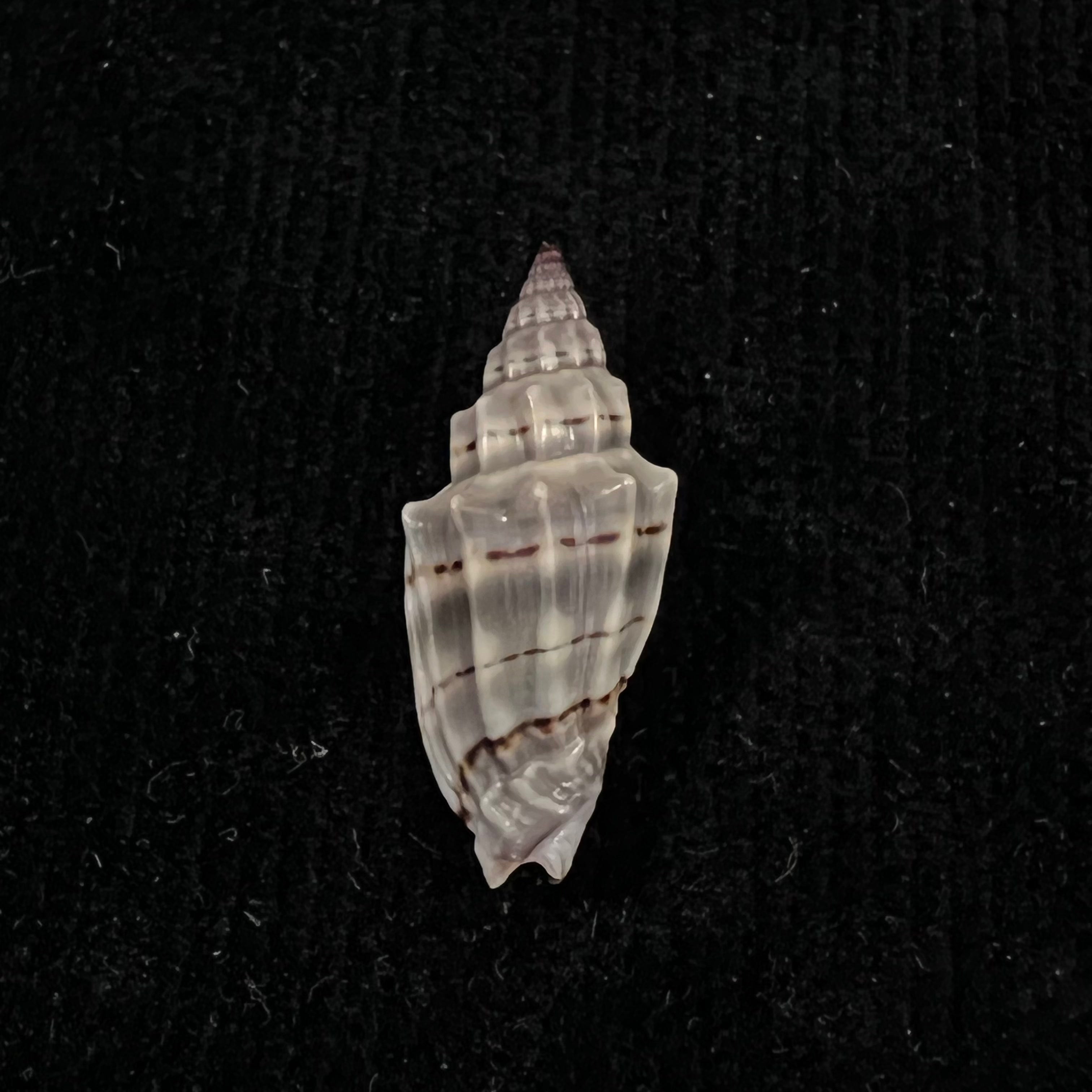 Vexillum gruneri (Reeve, 1844) - 24,6mm