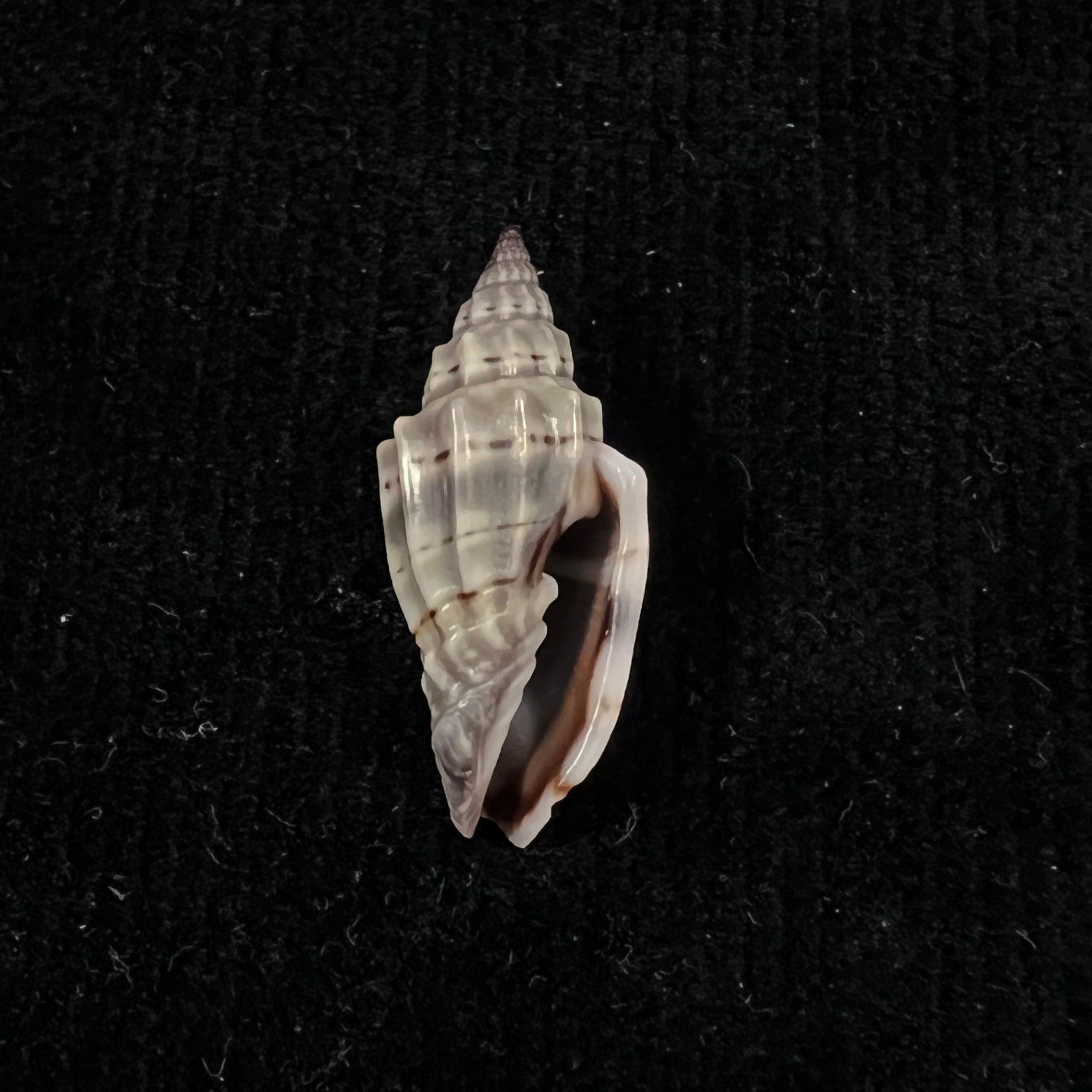 Vexillum gruneri (Reeve, 1844) - 24,6mm