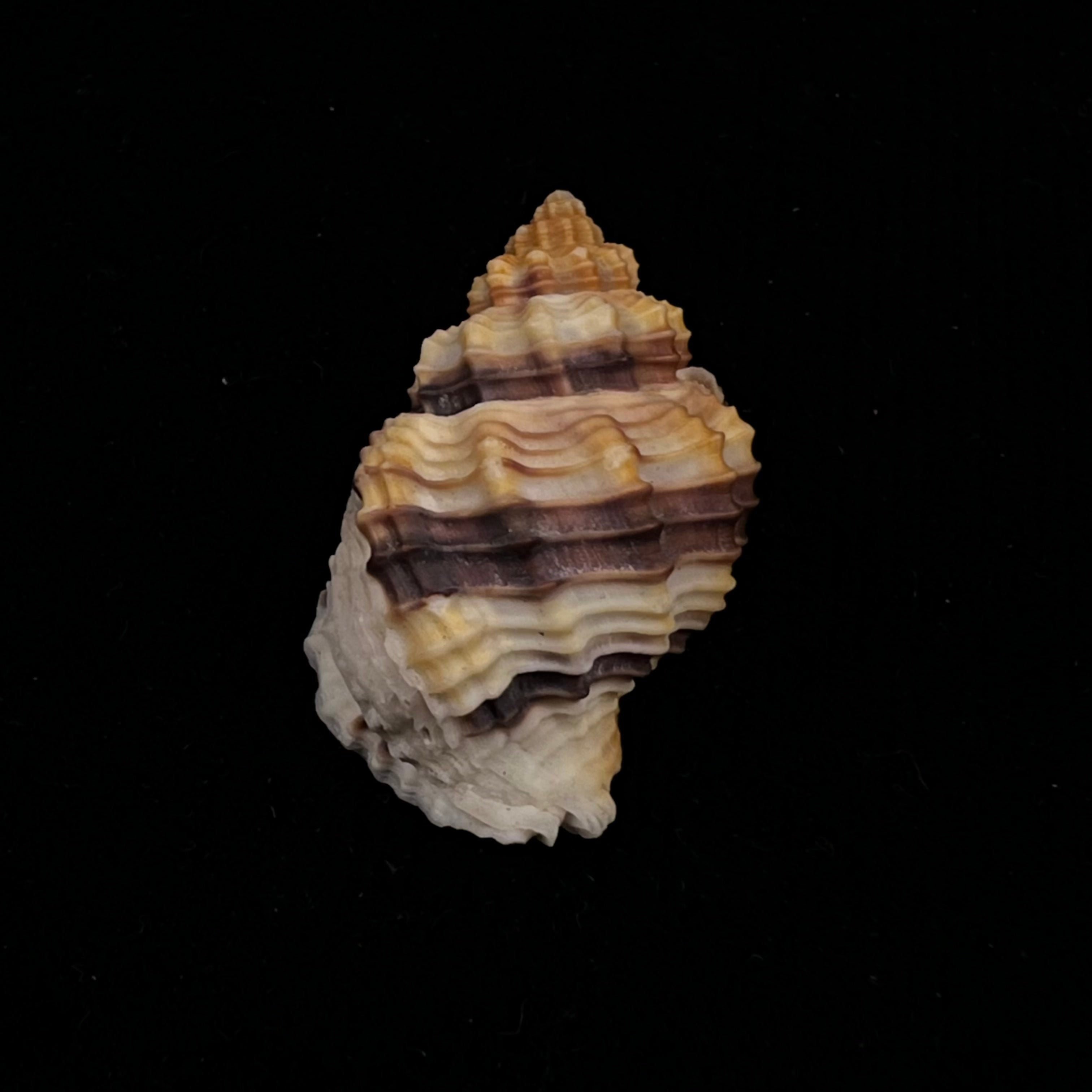 Bivetiella cancellata (Linnaeus, 1767) - 32,1mm