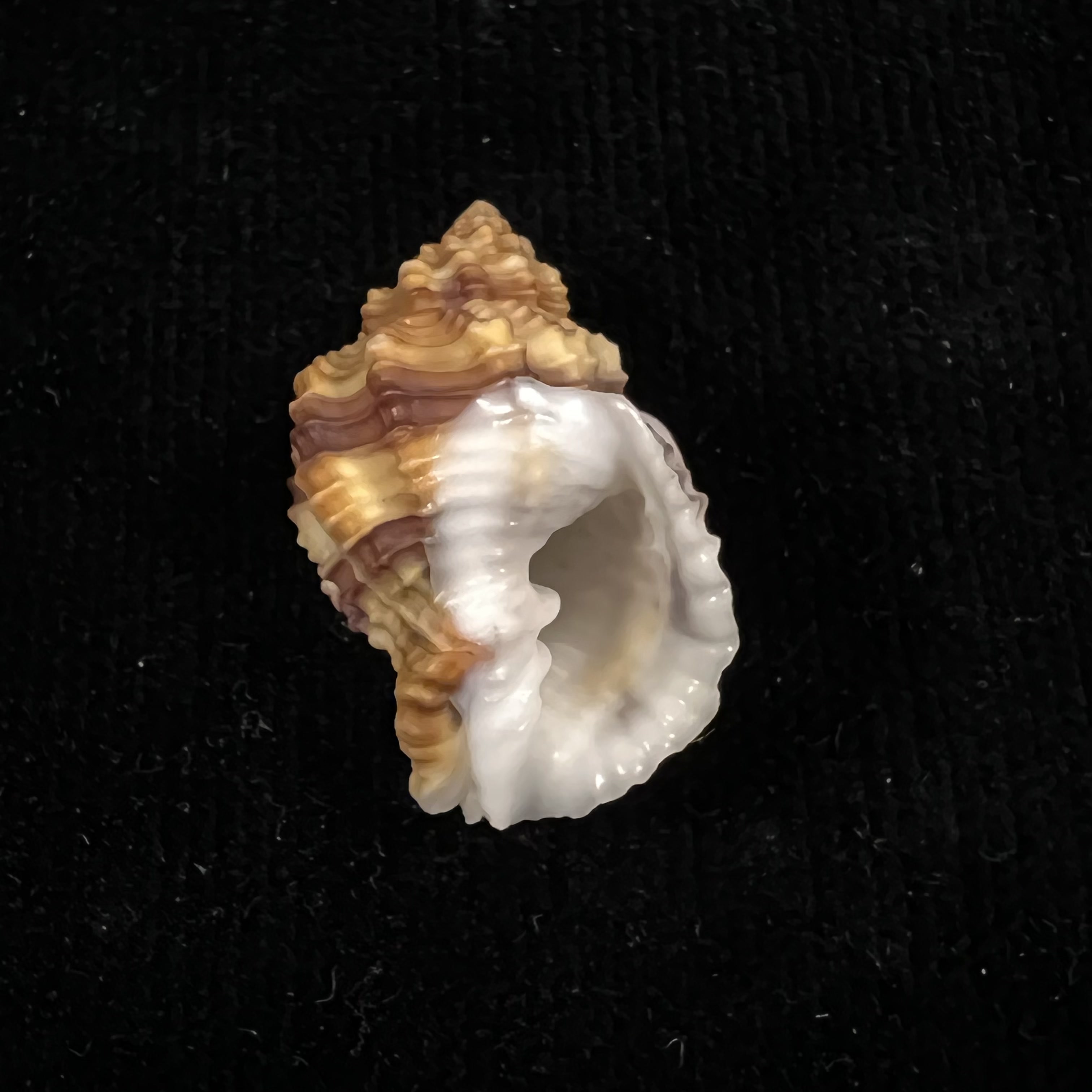 Bivetiella cancellata (Linnaeus, 1767) - 32,1mm
