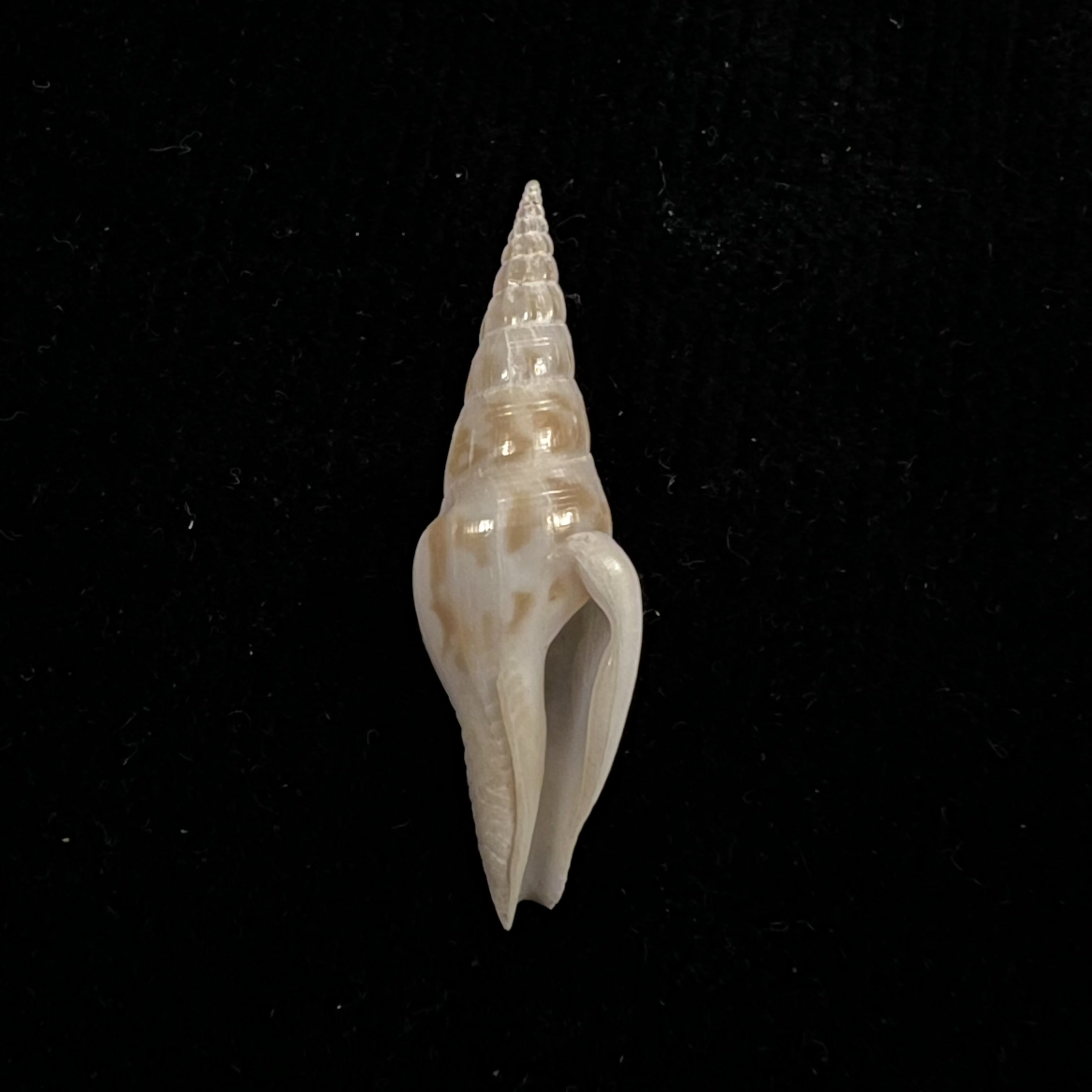 Strombina fusinoidea Dall, 1916 - 33,5mm