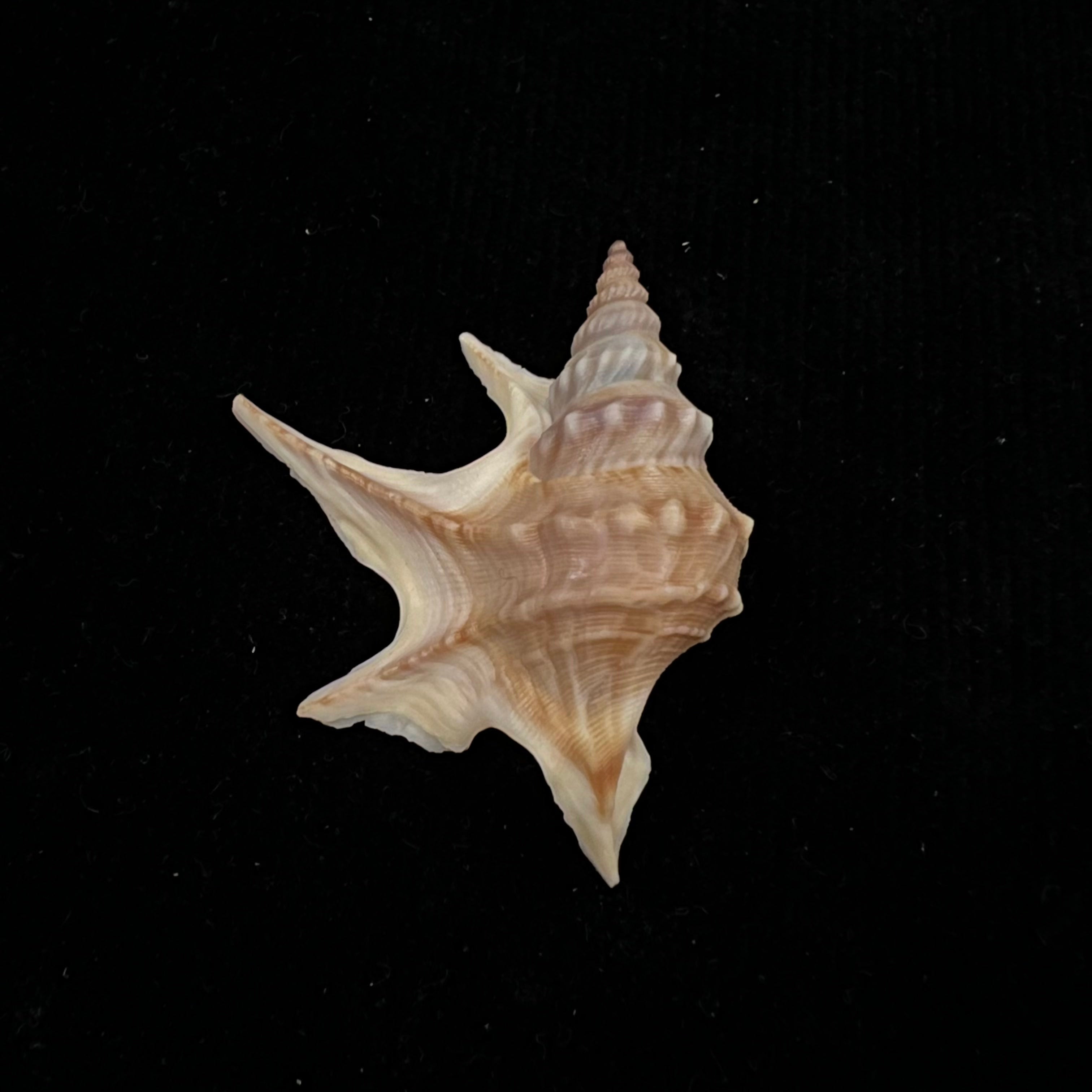 Aporrhais pespelecani (Linnaeus, 1758) - 44,9mm