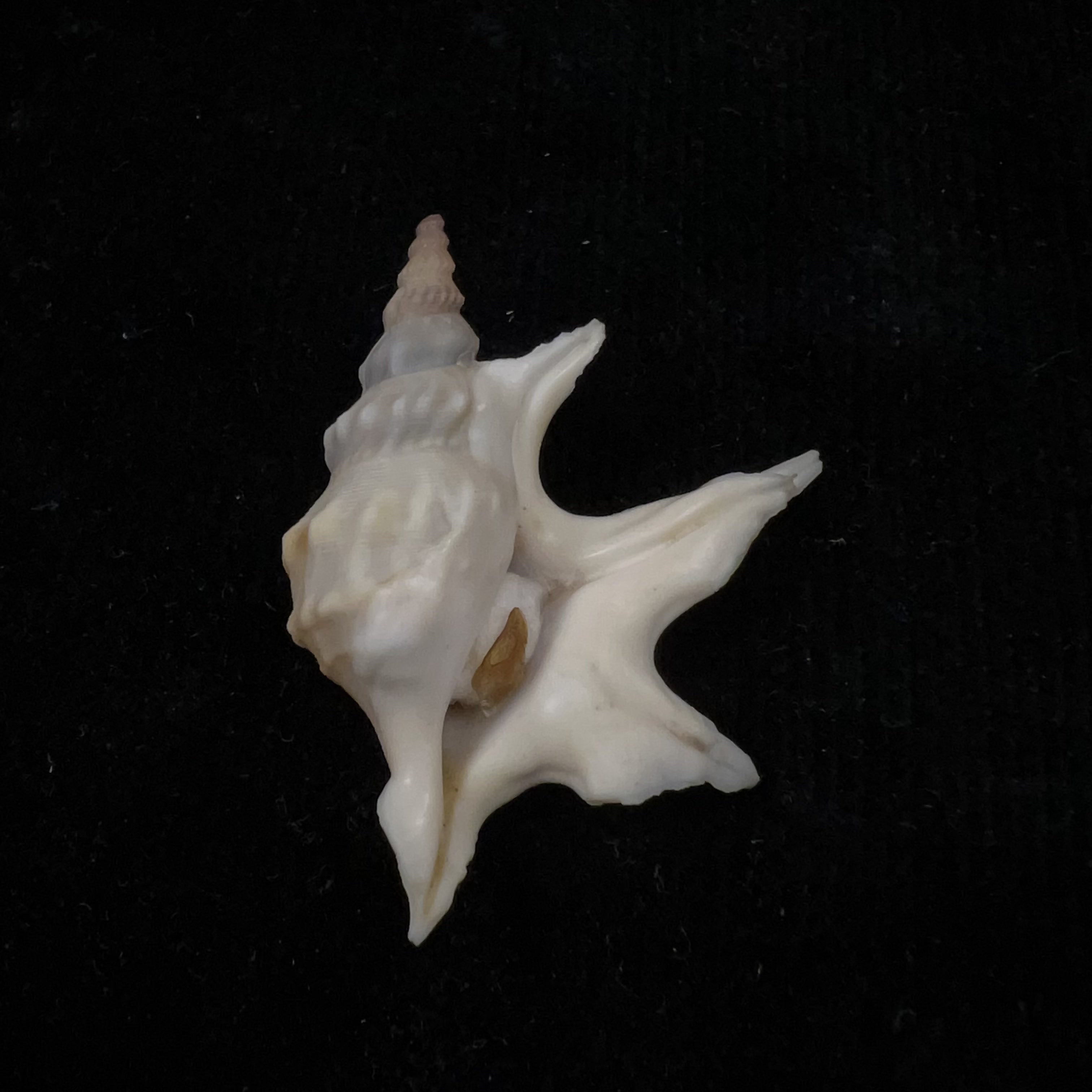 Aporrhais pespelecani (Linnaeus, 1758) - 44,9mm