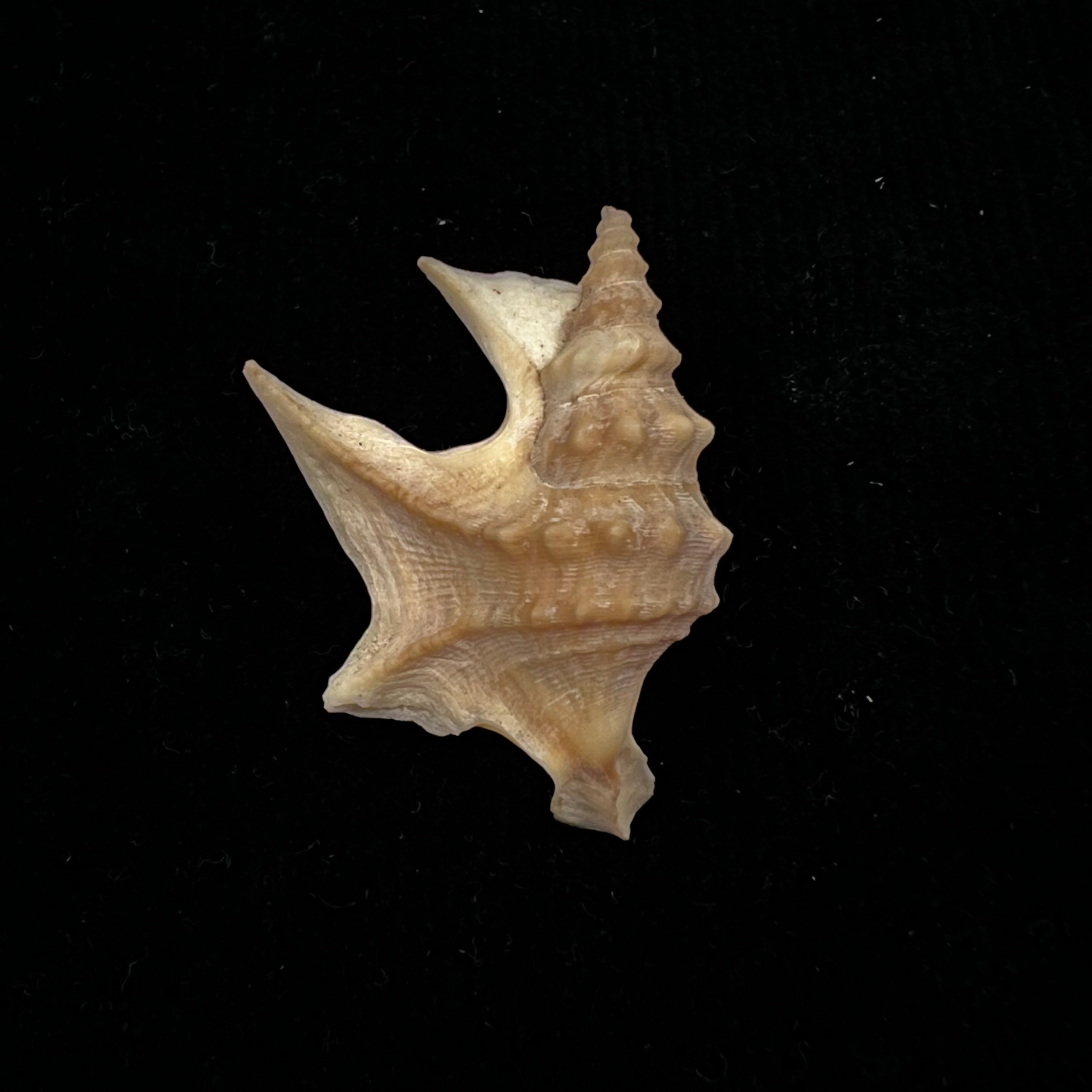 Aporrhais pespelecani (Linnaeus, 1758) - 36,5mm