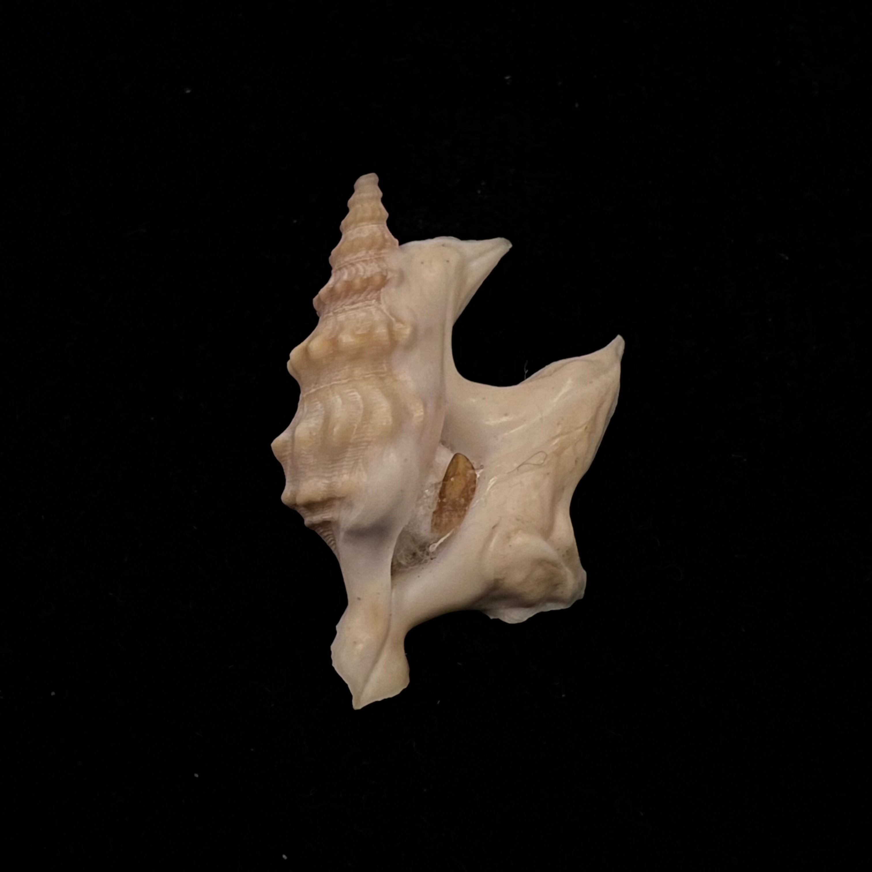 Aporrhais pespelecani (Linnaeus, 1758) - 36,5mm