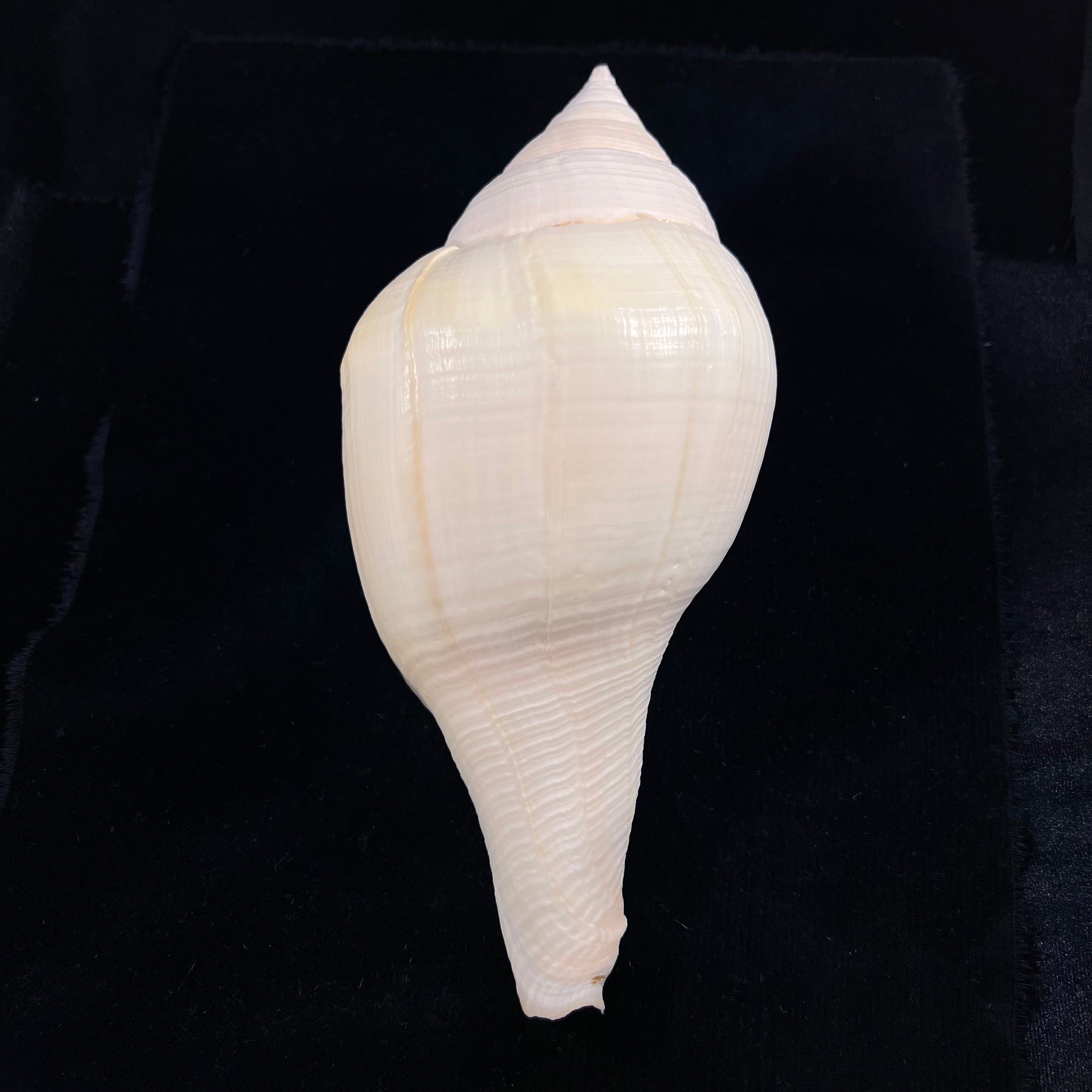 Turbinella laevigata Anton, 1838 - 199,2毫米