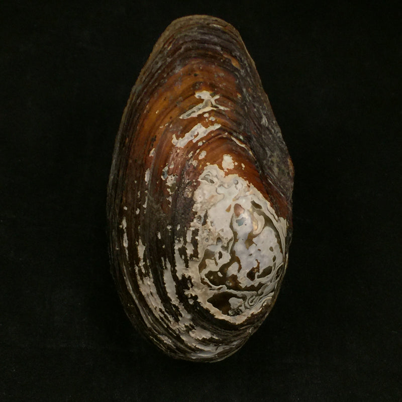 Anodonta cf anatina (Linnaeus, 1758) - 108,4mm