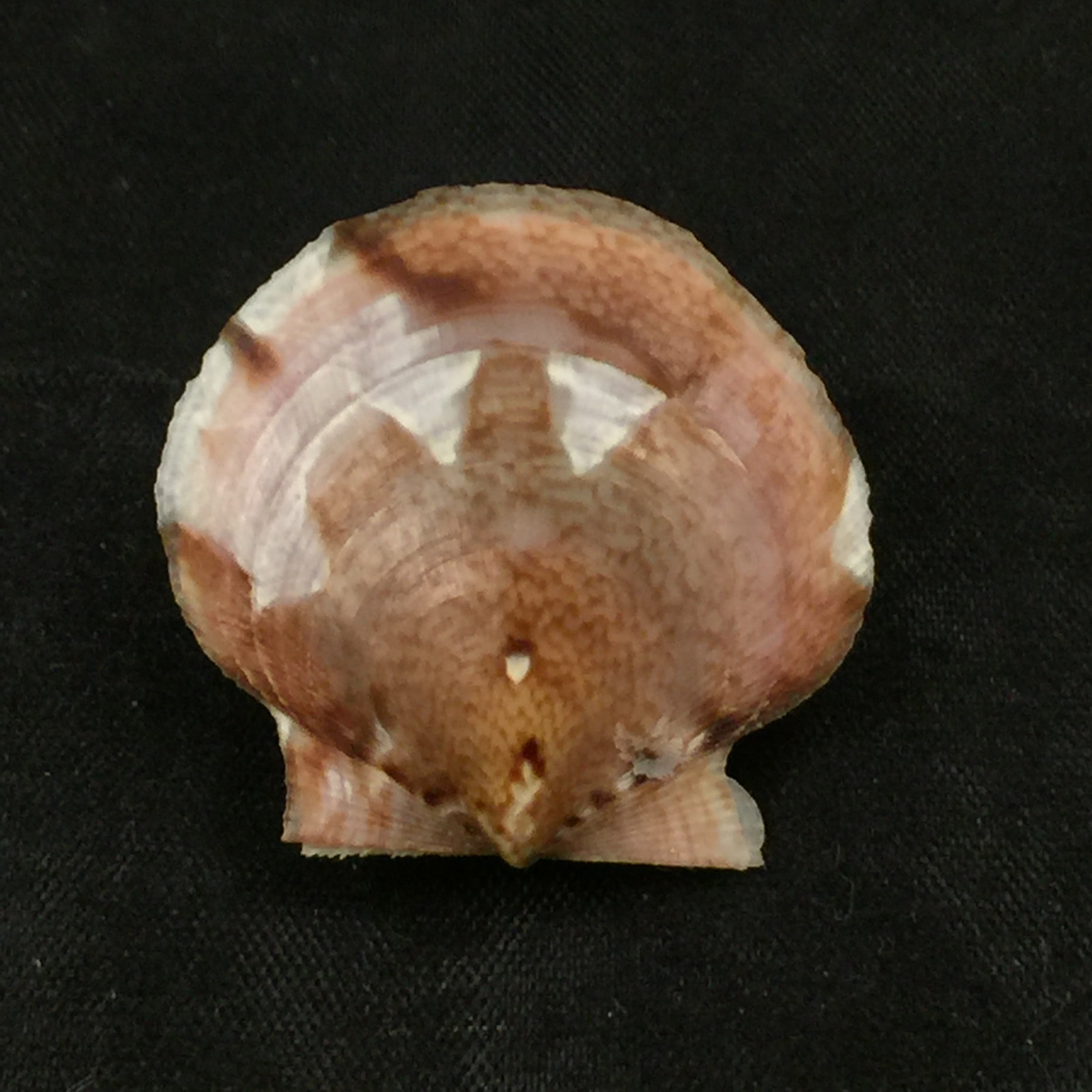 Lissochlamys exotica (Holten, 1802) - 29,3毫米