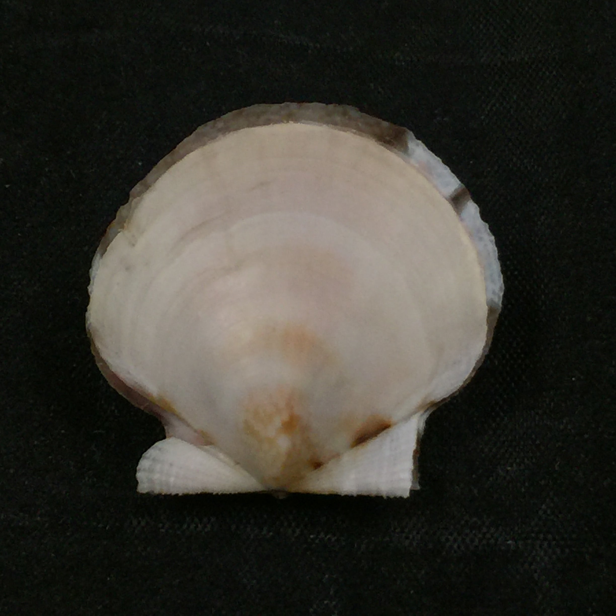 Lissochlamys exotica (Holten, 1802) - 29,3毫米