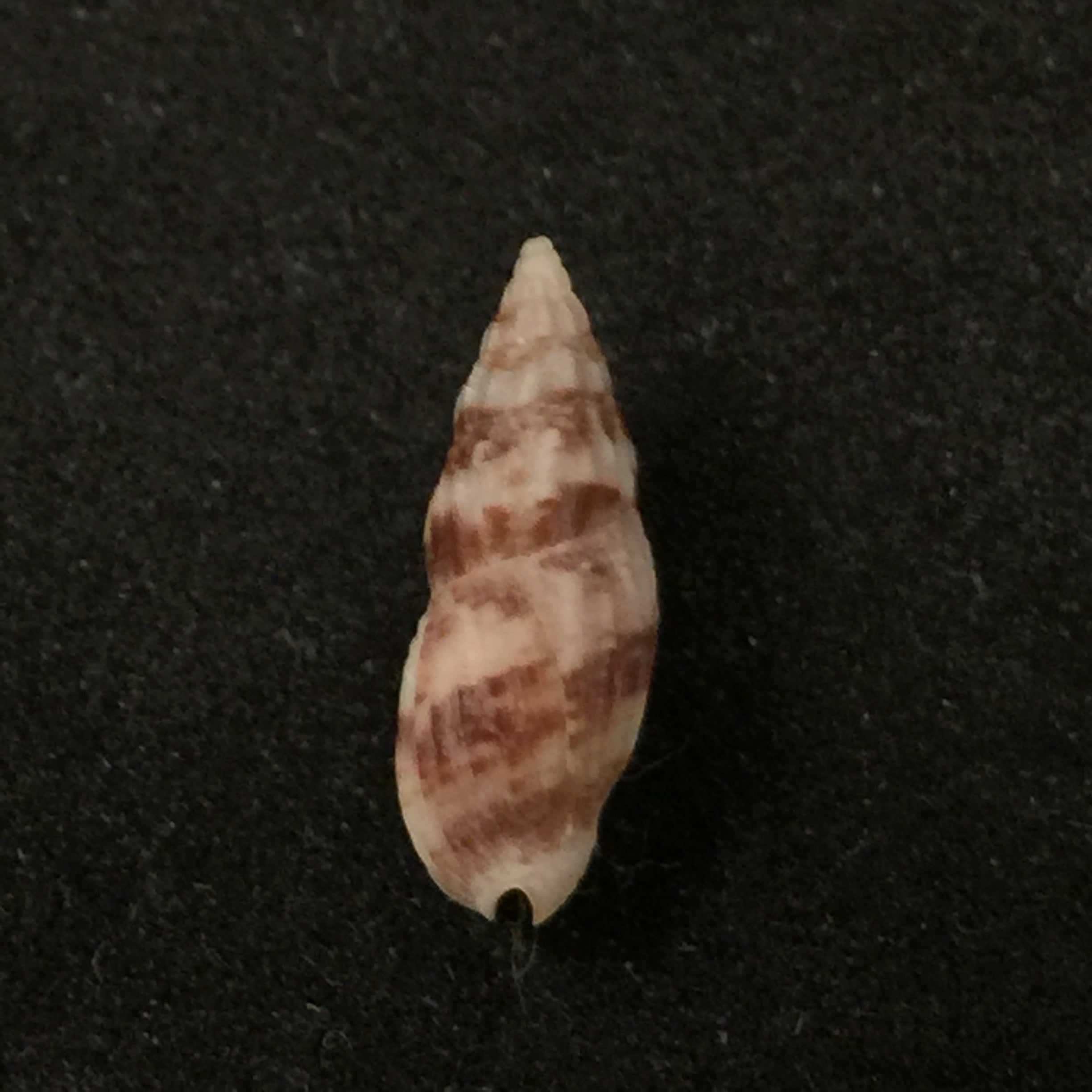 Enaeta leonardhilli (Petuch, 1988) - 13,7mm