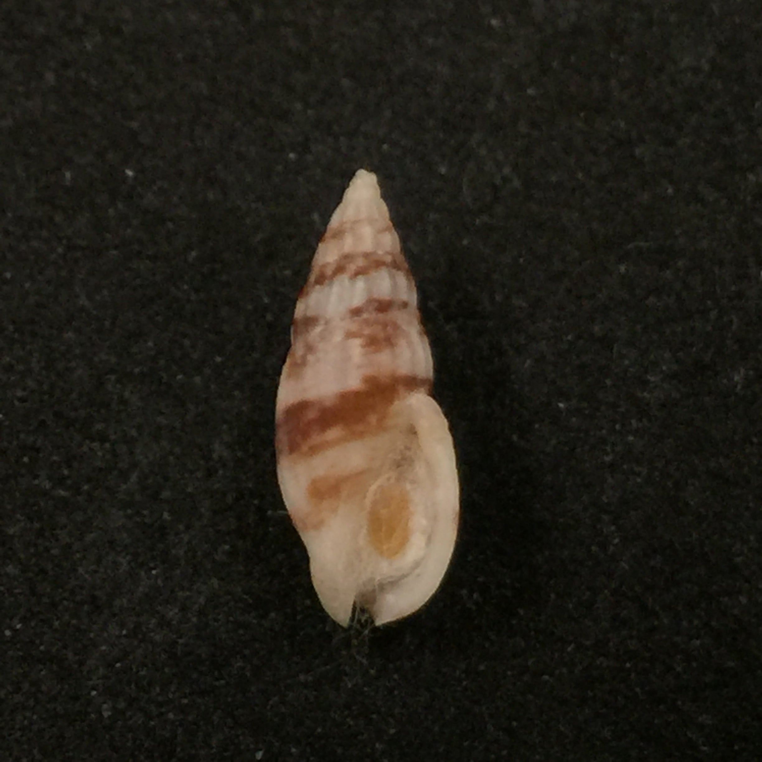 Enaeta leonardhilli (Petuch, 1988) - 13,7mm
