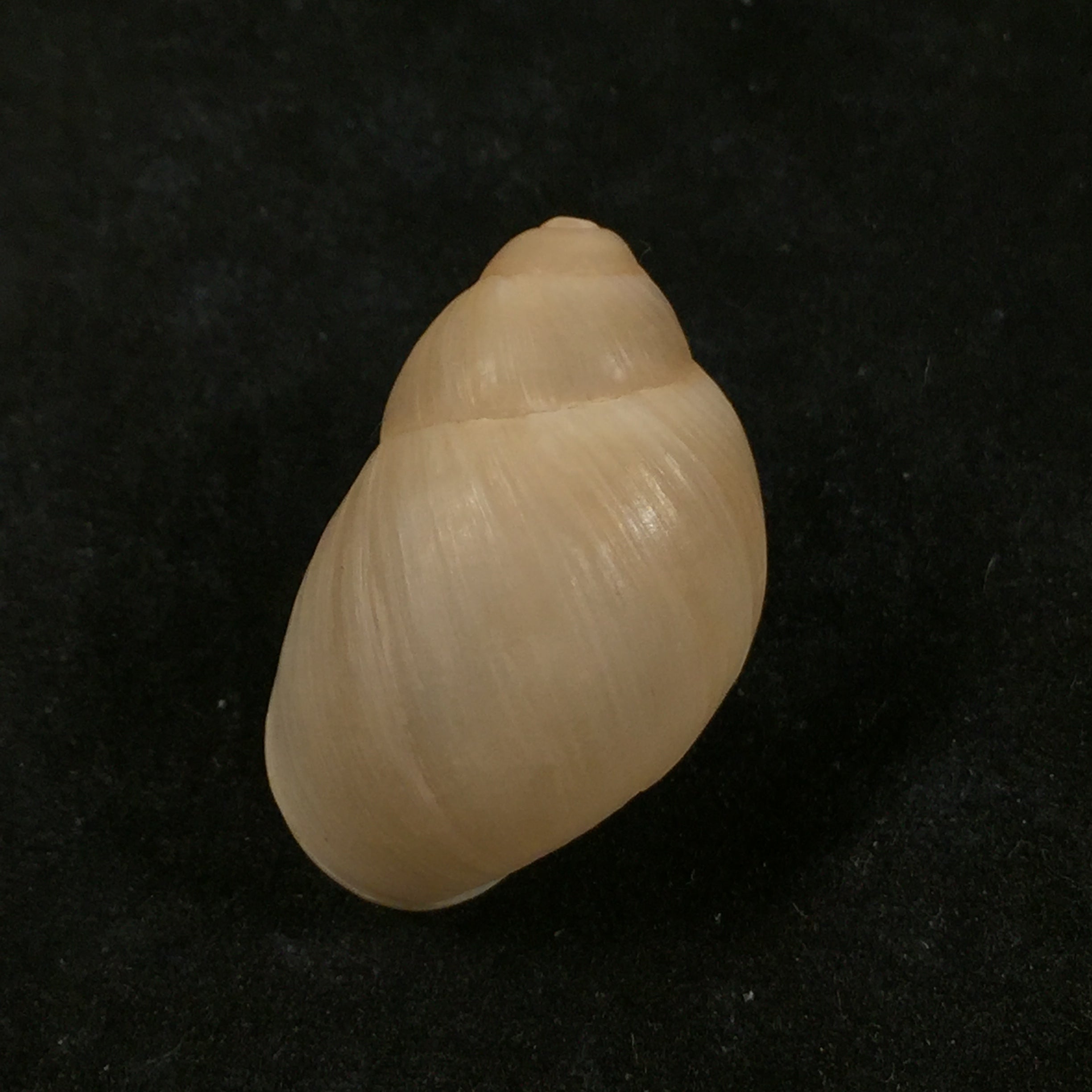 Austroborus dorbignyi(Doring,1876)- 28,5毫米