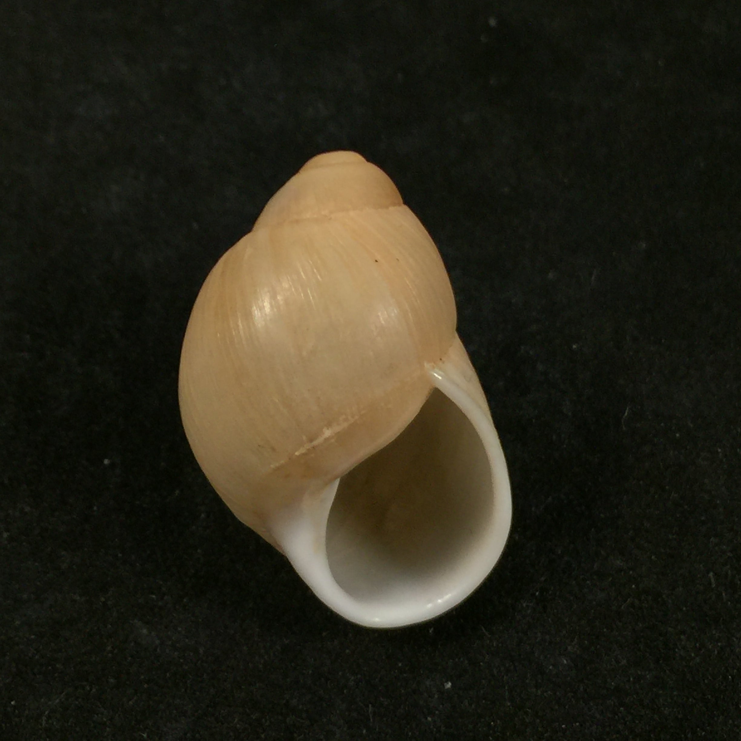 Austroborus dorbignyi(Doring,1876)- 28,5毫米