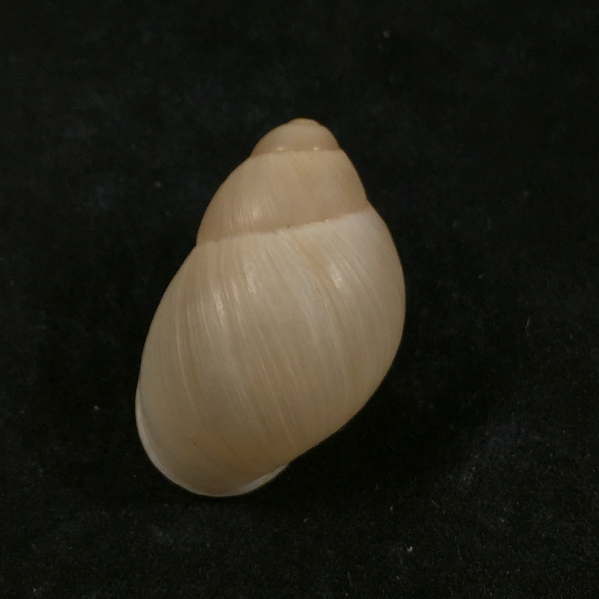 Austroborus dorbignyi (Doring, 1876) - 30,1mm