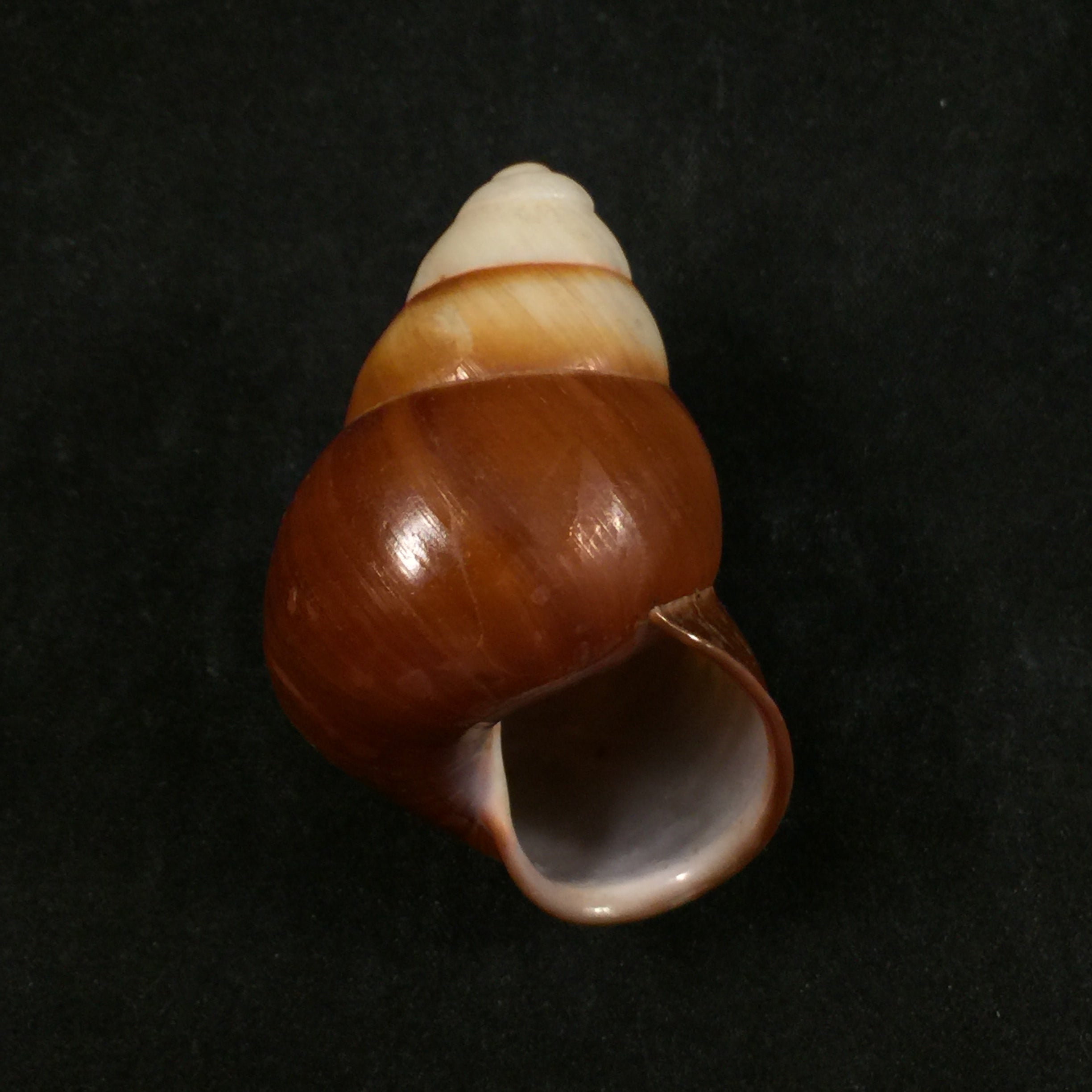 Helicostyla rufogaster (Lesson, 1831) - 55,2mm