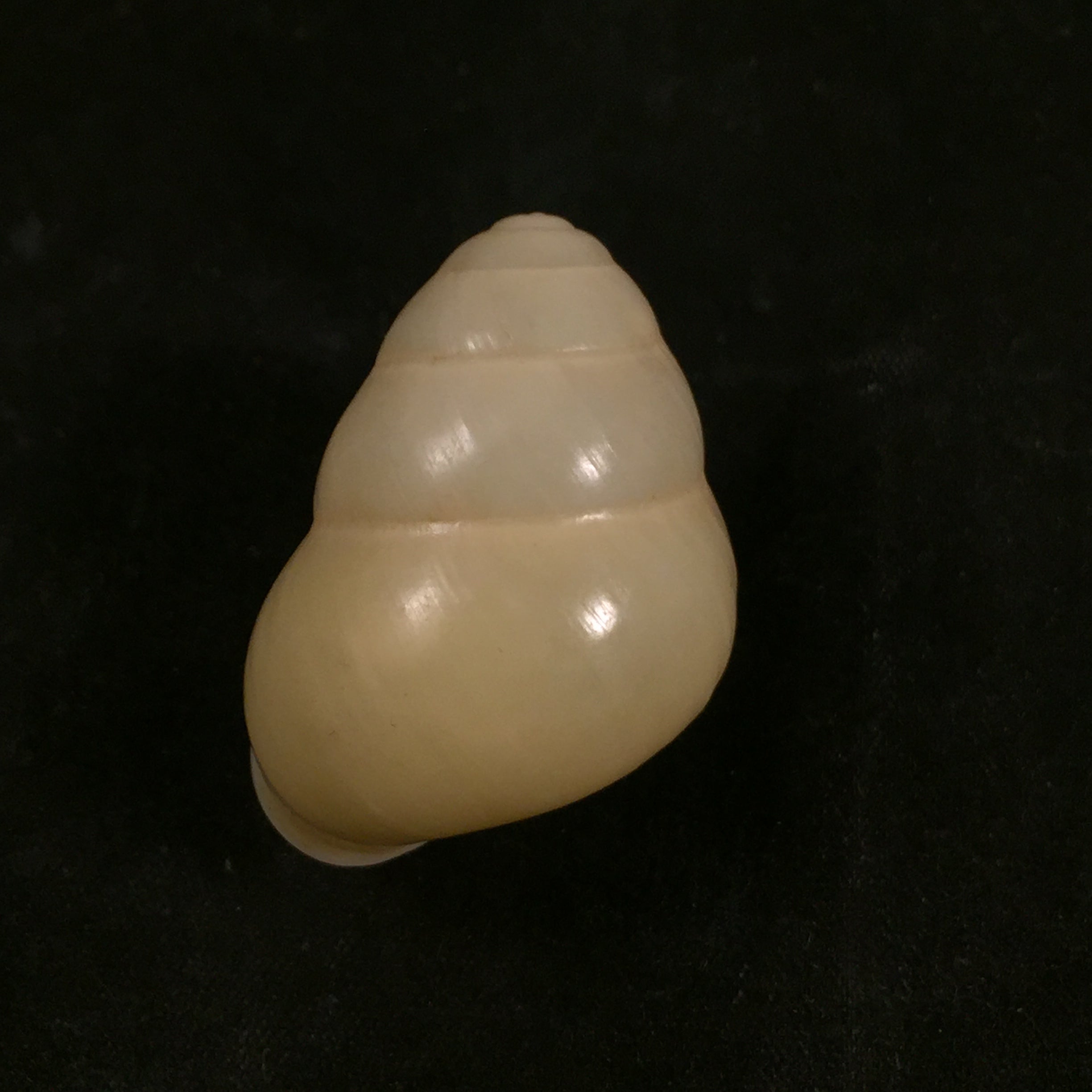 Helicostyla effusa (Pfeiffer, 1842) - 34,1mm