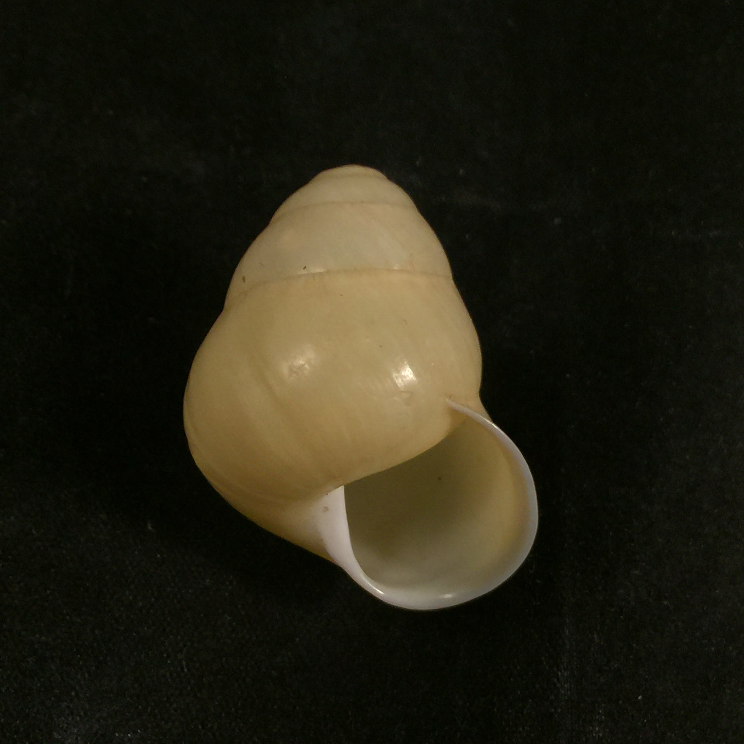 Helicostyla effusa (Pfeiffer, 1842) - 34,1mm