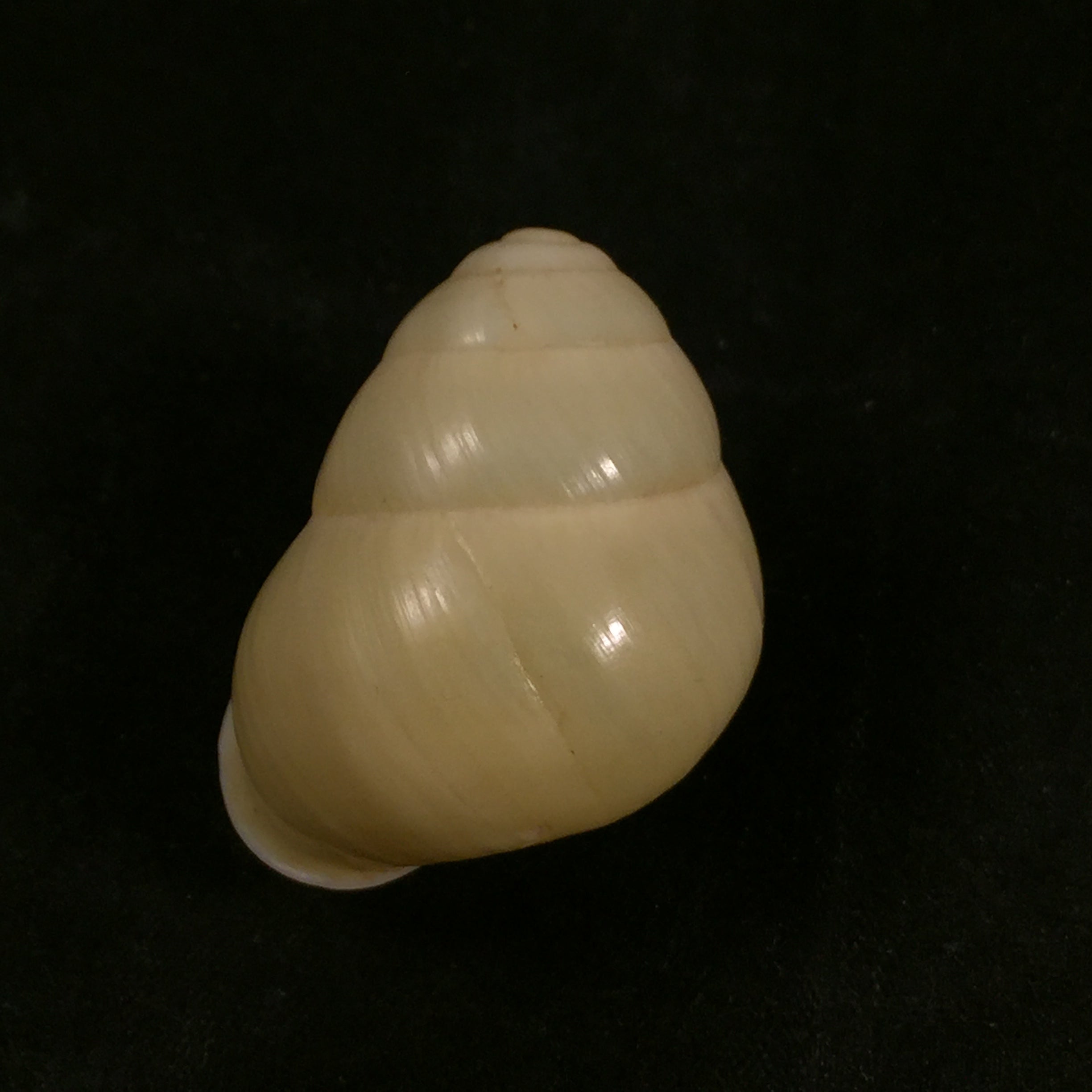 Helicostyla effusa (Pfeiffer, 1842) - 34,2mm
