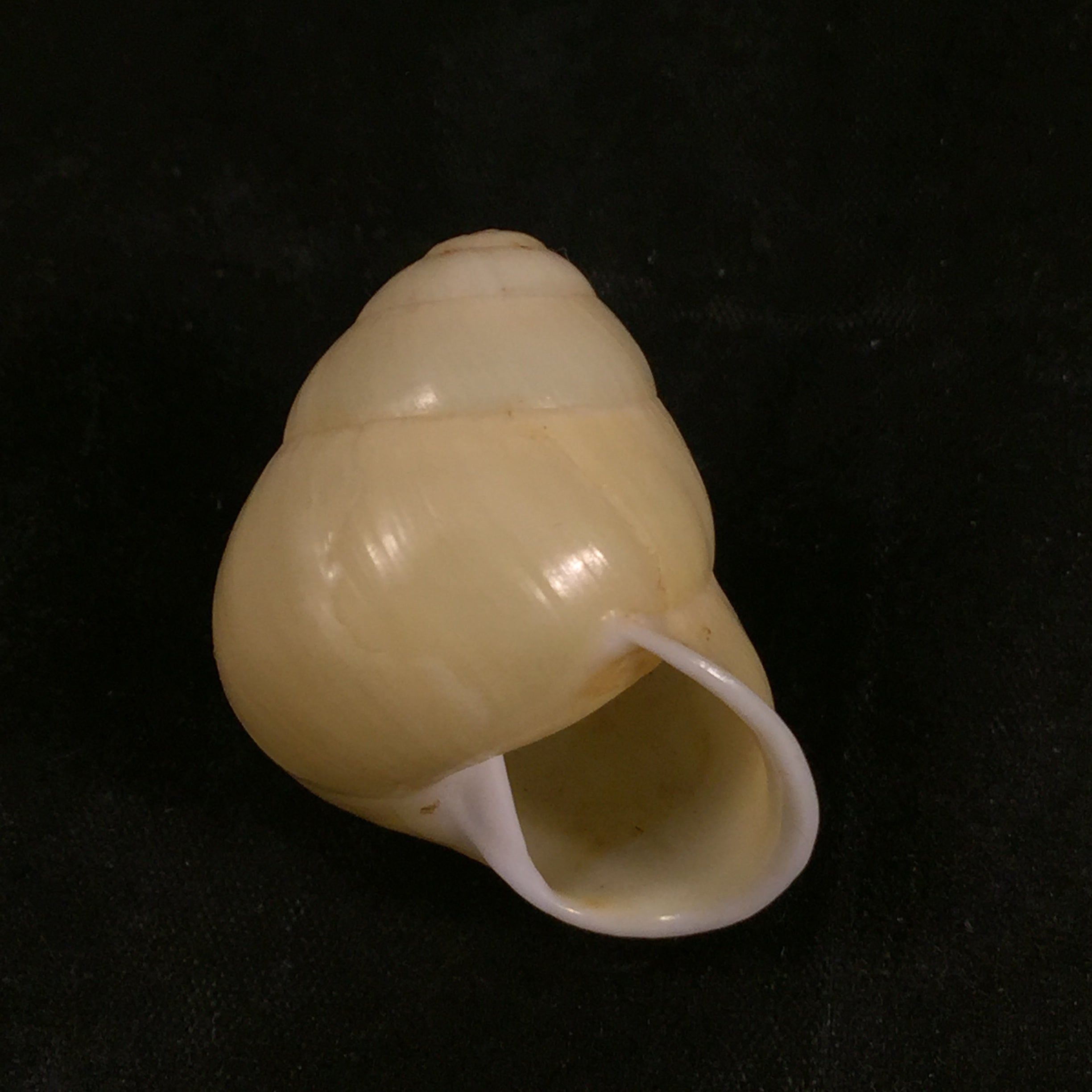 Helicostyla effusa (Pfeiffer, 1842) - 34,2mm