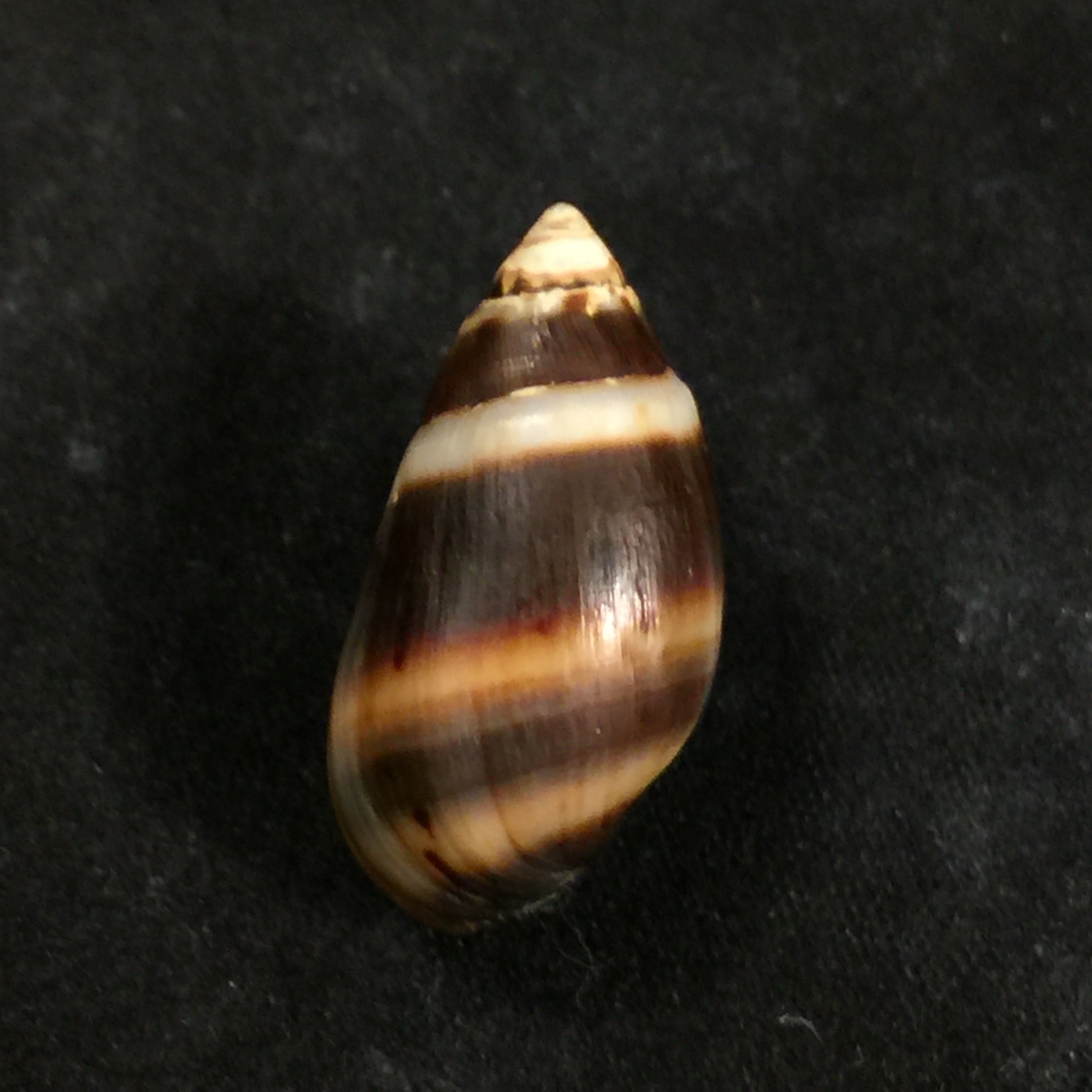 Melanopsis marocana fasciolata Bourguignat, 1884 - 26,2mm