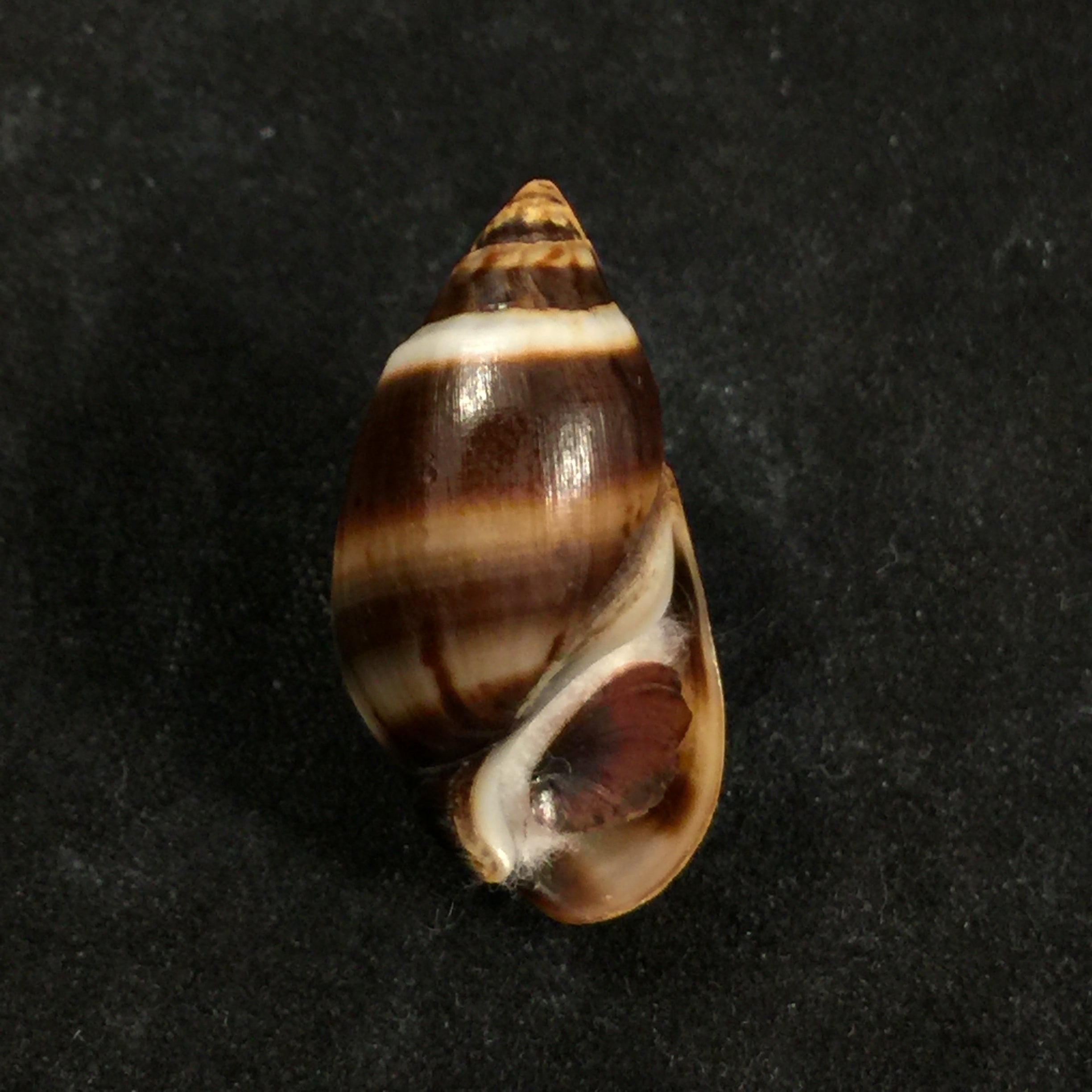 Melanopsis marocana fasciolata Bourguignat, 1884 - 26,2mm