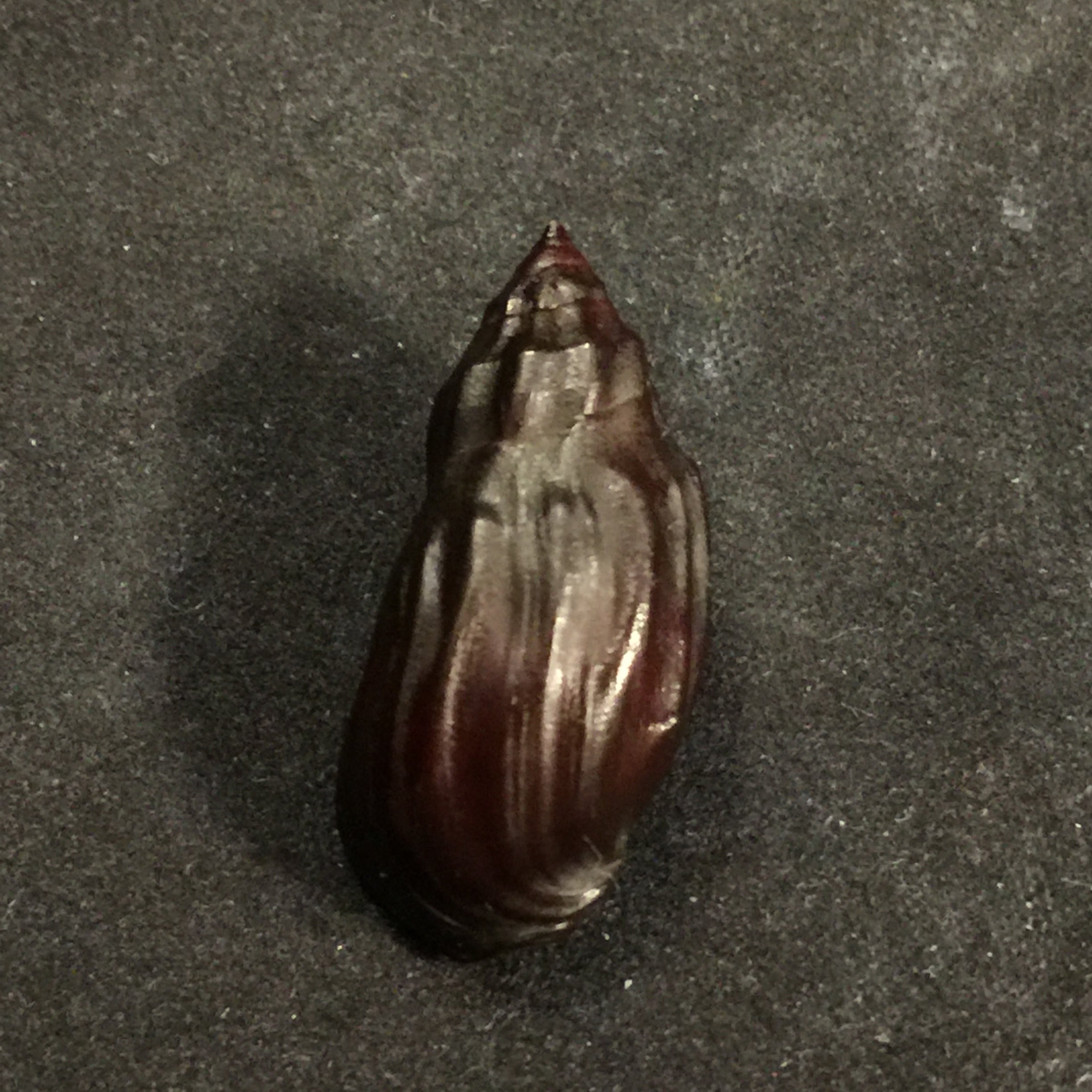 Melanopsis magnifica concolor Pallary, 1927 - 29,1mm