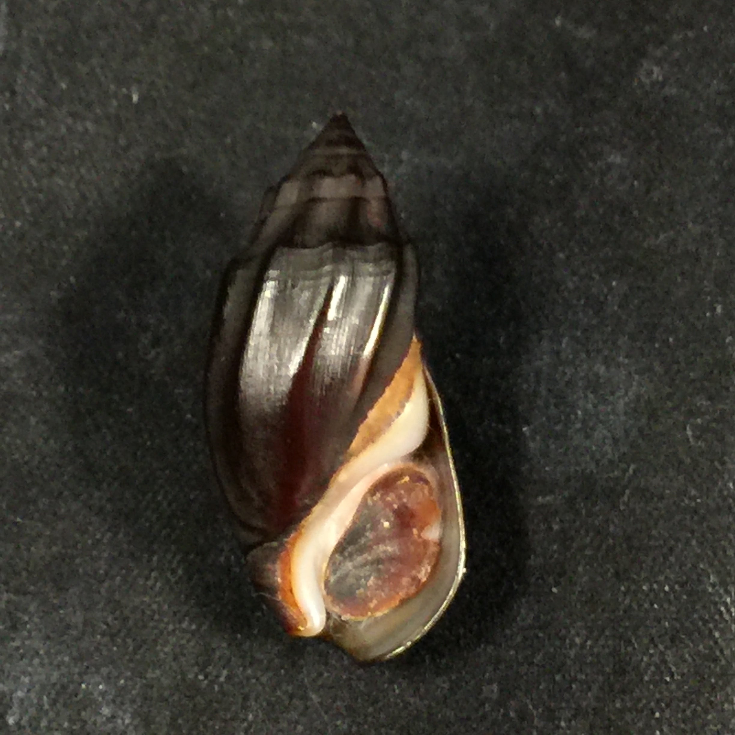 Melanopsis magnifica concolor Pallary, 1927 - 29,1mm