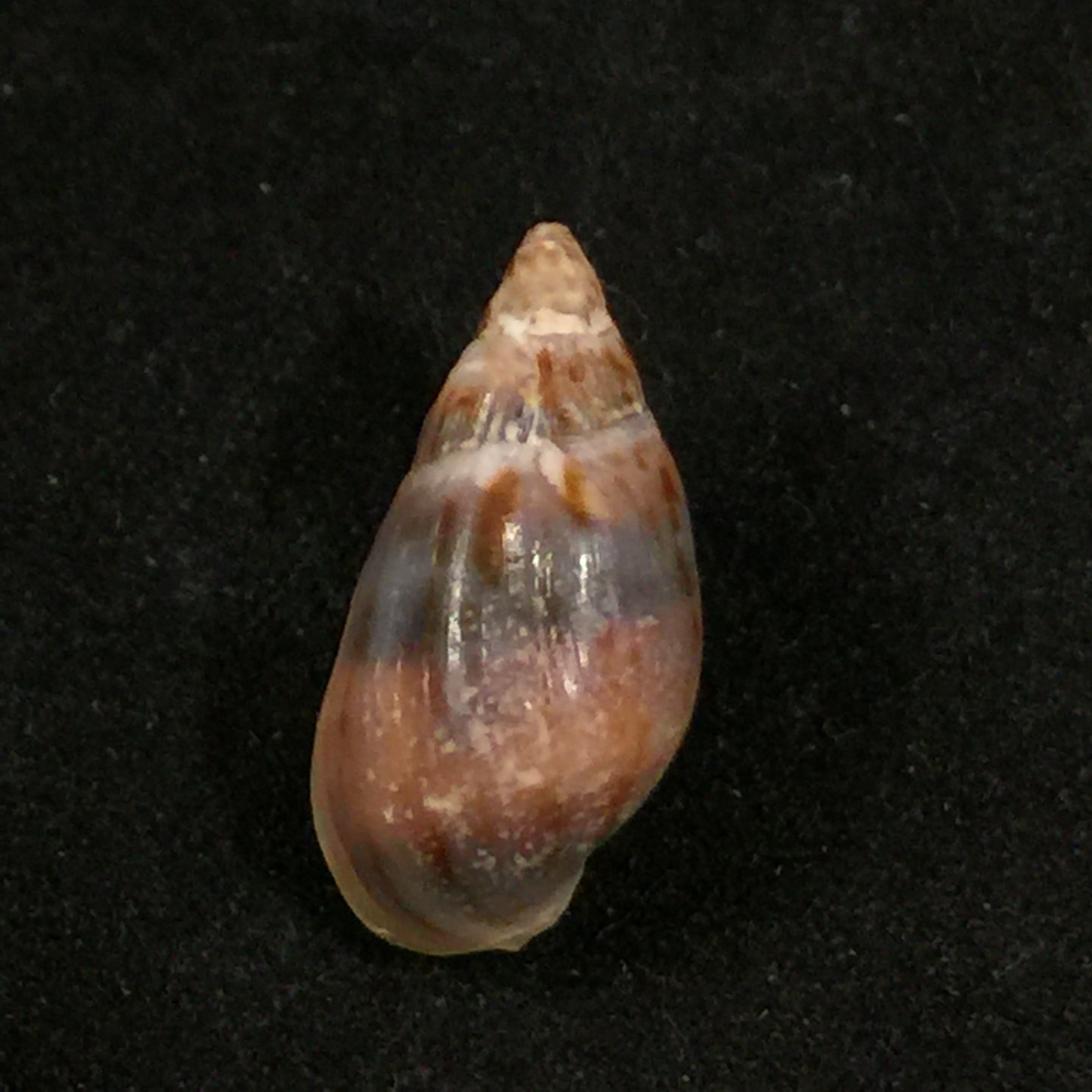 Melanopsis marteli Pallary, 1918 - 19,8毫米