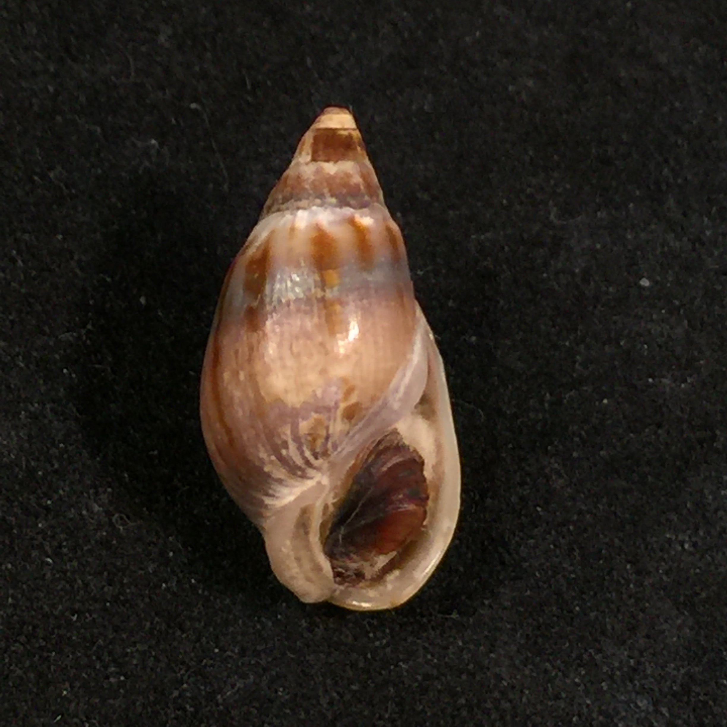Melanopsis marteli Pallary, 1918 - 19,8毫米